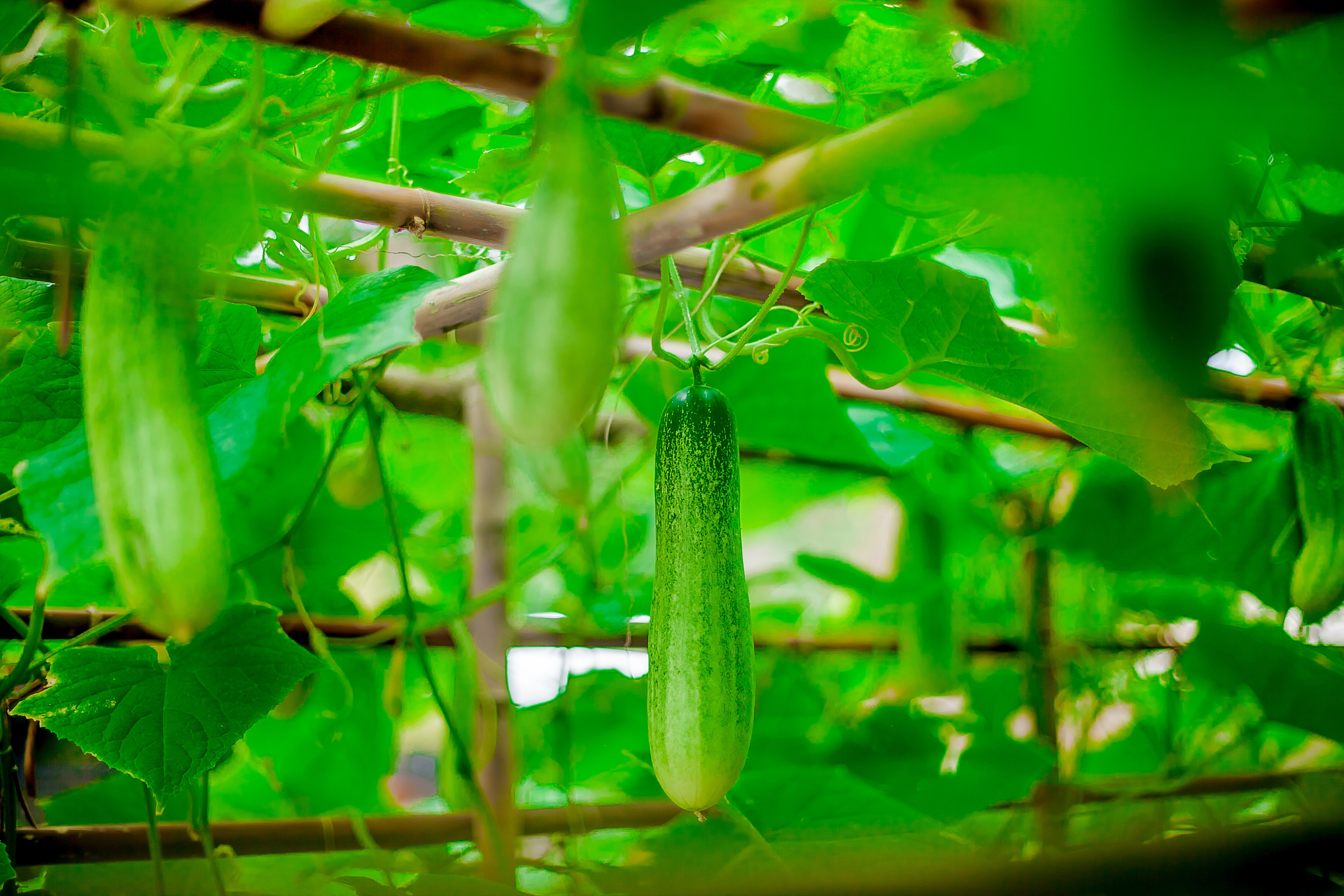 Репортажный фотограф Ялта. Репортажный фотограф Ялта