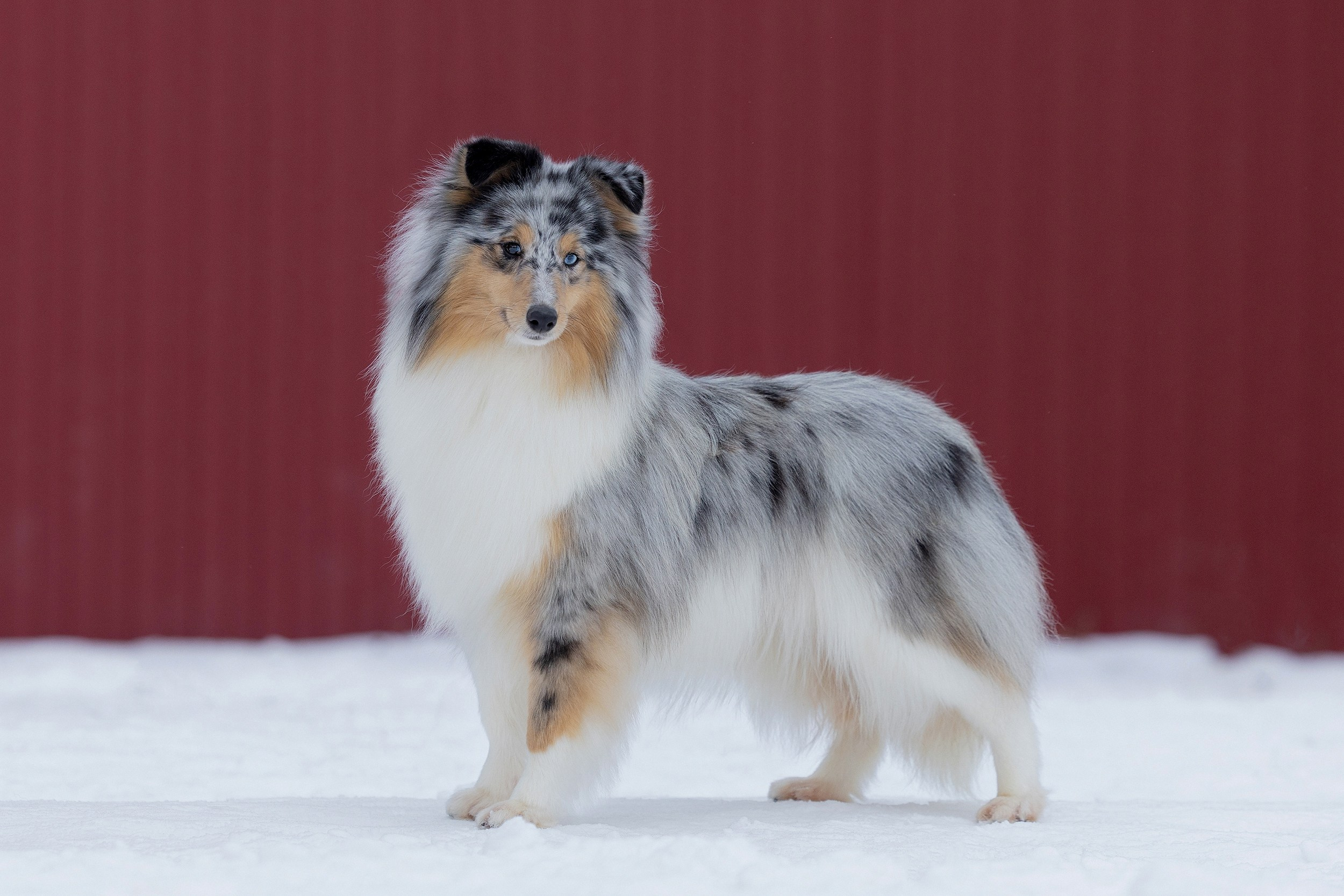 Питомник Пятый Элемент. Мои работы