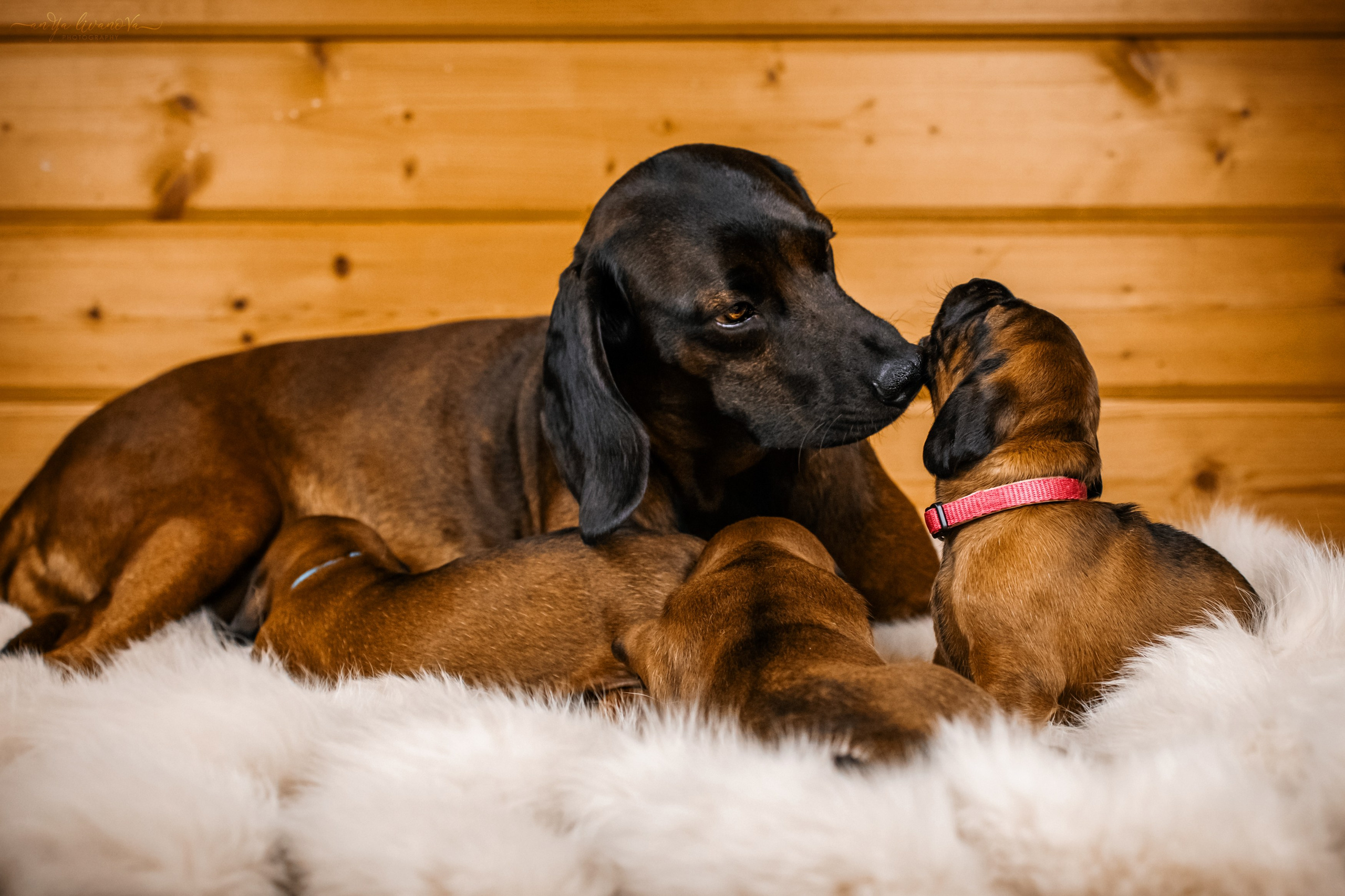 Баварчики. Фотограф анималист Аня Ливанова | Рыбинск