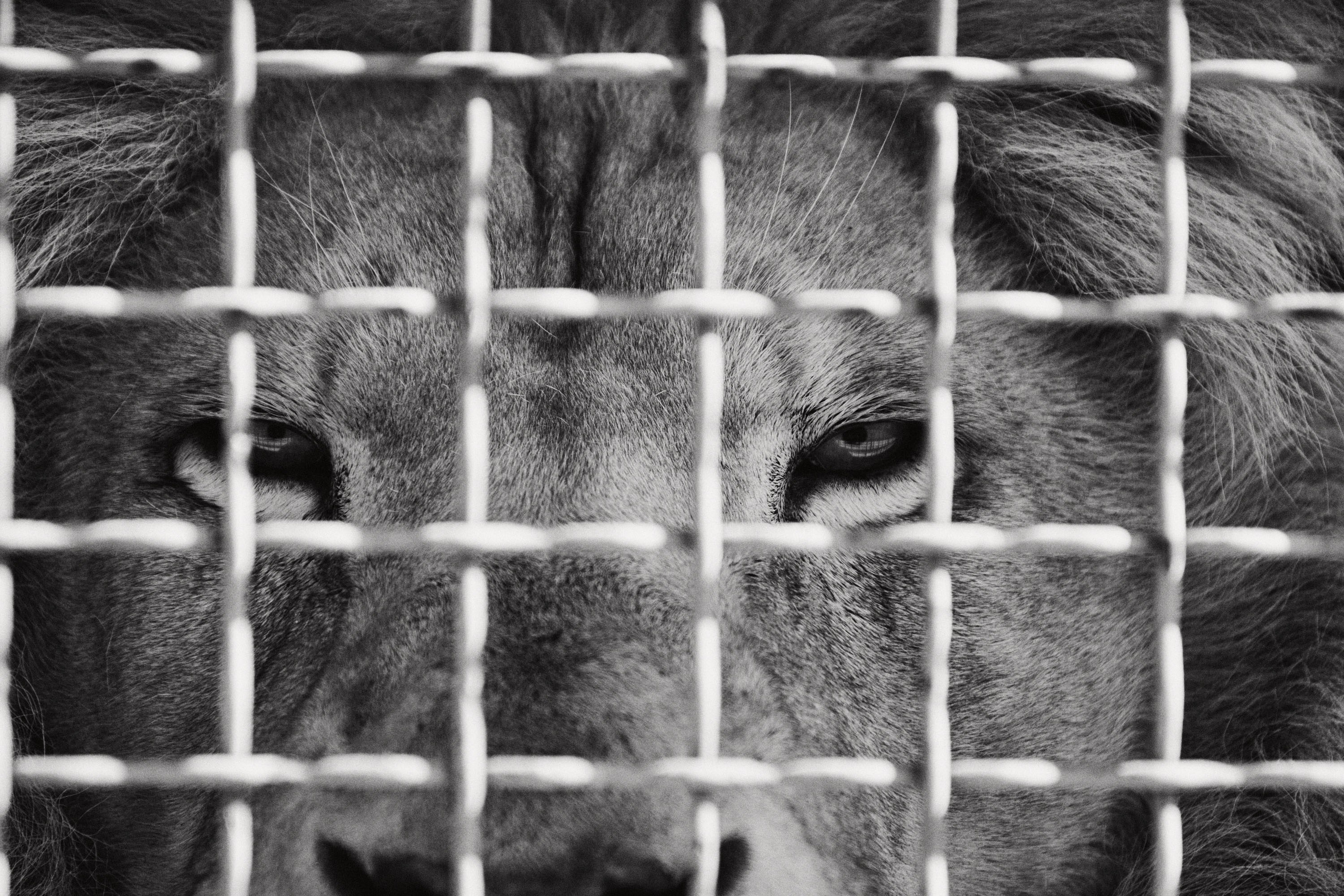 Зоопарк Иваново. Фотограф в Иваново: Каталожная съемка одежды и постельного белья, Wildberries