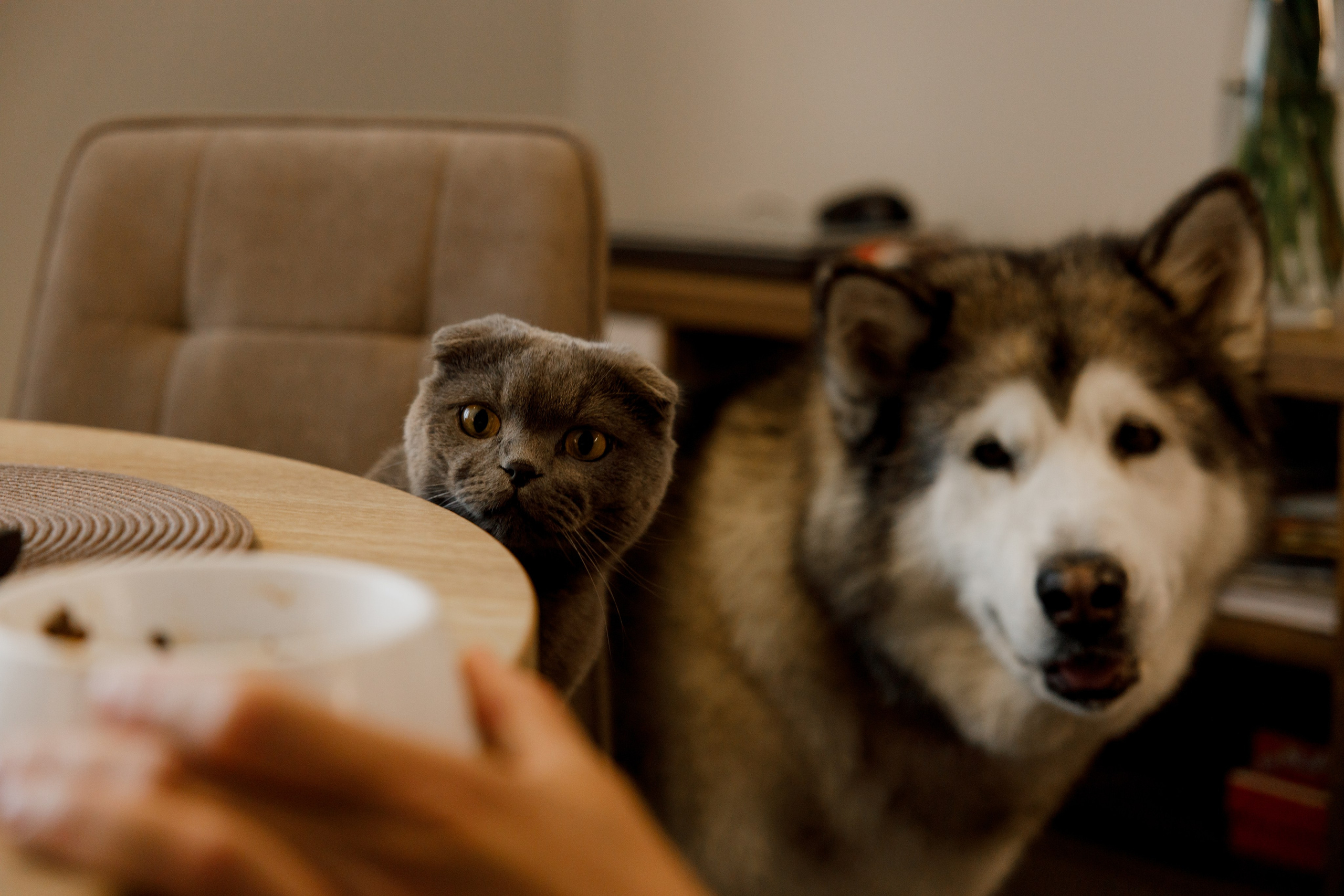 Лев 2 годика. Свадебный и семейный фотограф  во Владивостоке Ольга Украинец