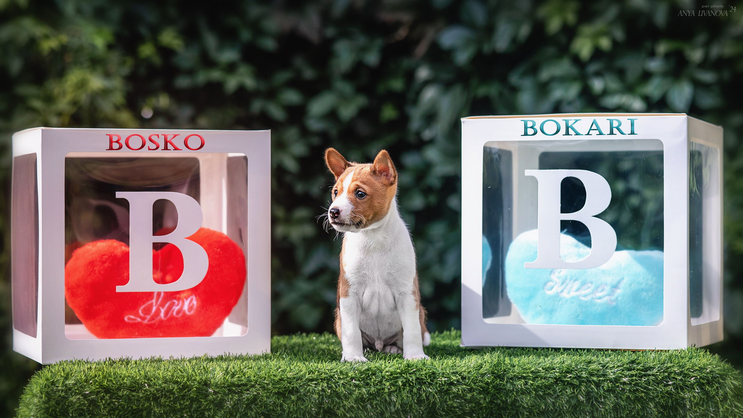 Басенджи. Фотограф анималист Аня Ливанова | Рыбинск