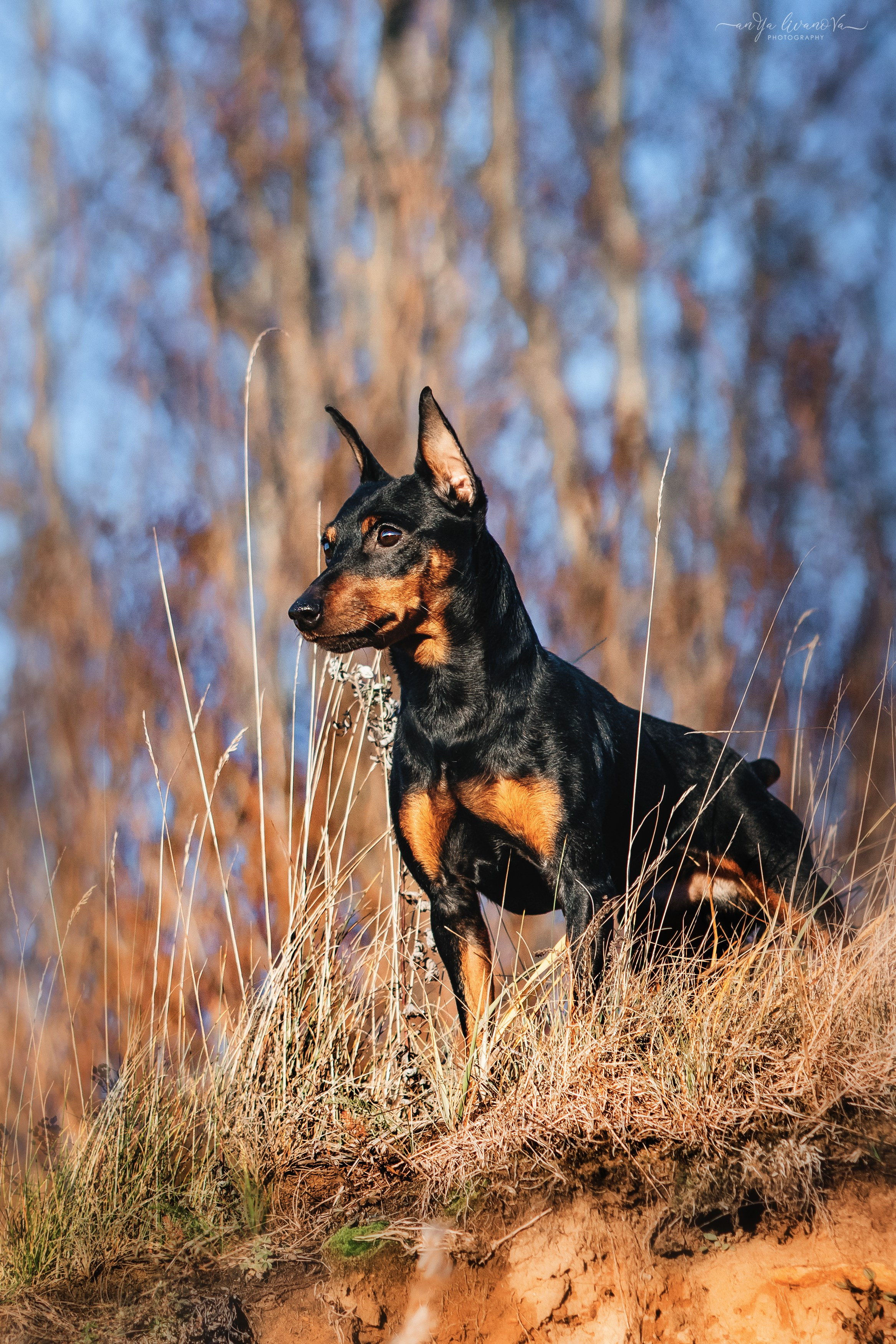 Лёня. Фотограф анималист Аня Ливанова | Рыбинск