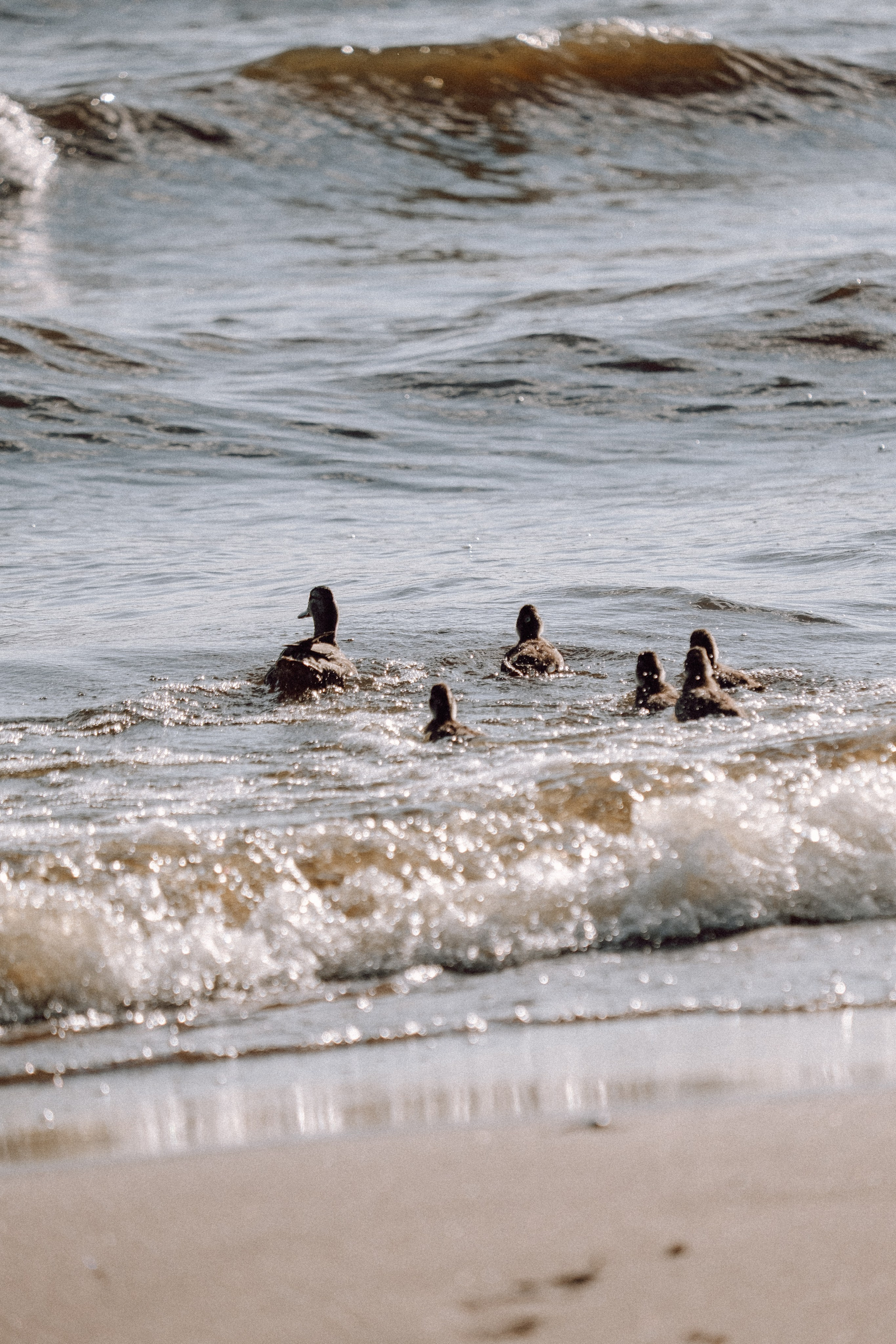 ПРОГУЛКА НА БЕРЕГУ ФИНСКОГО ЗАЛИВА. Профессиональный фотограф, Санкт-Петербург — Виктория Богомолова