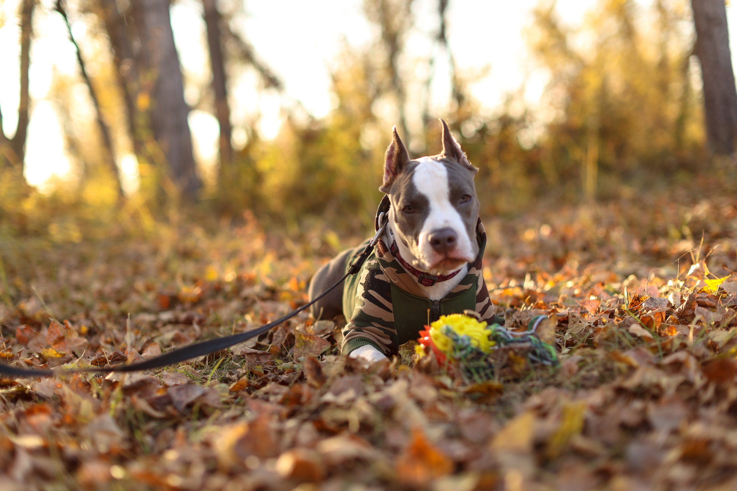 Осень. Art my Pho