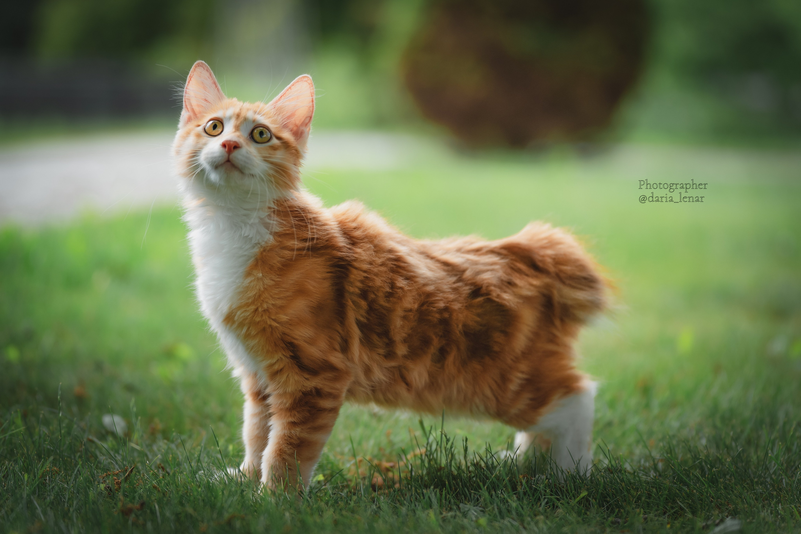 Питомник Курильских бобтейлов. Фотограф в Москве Ленарская Дарья
