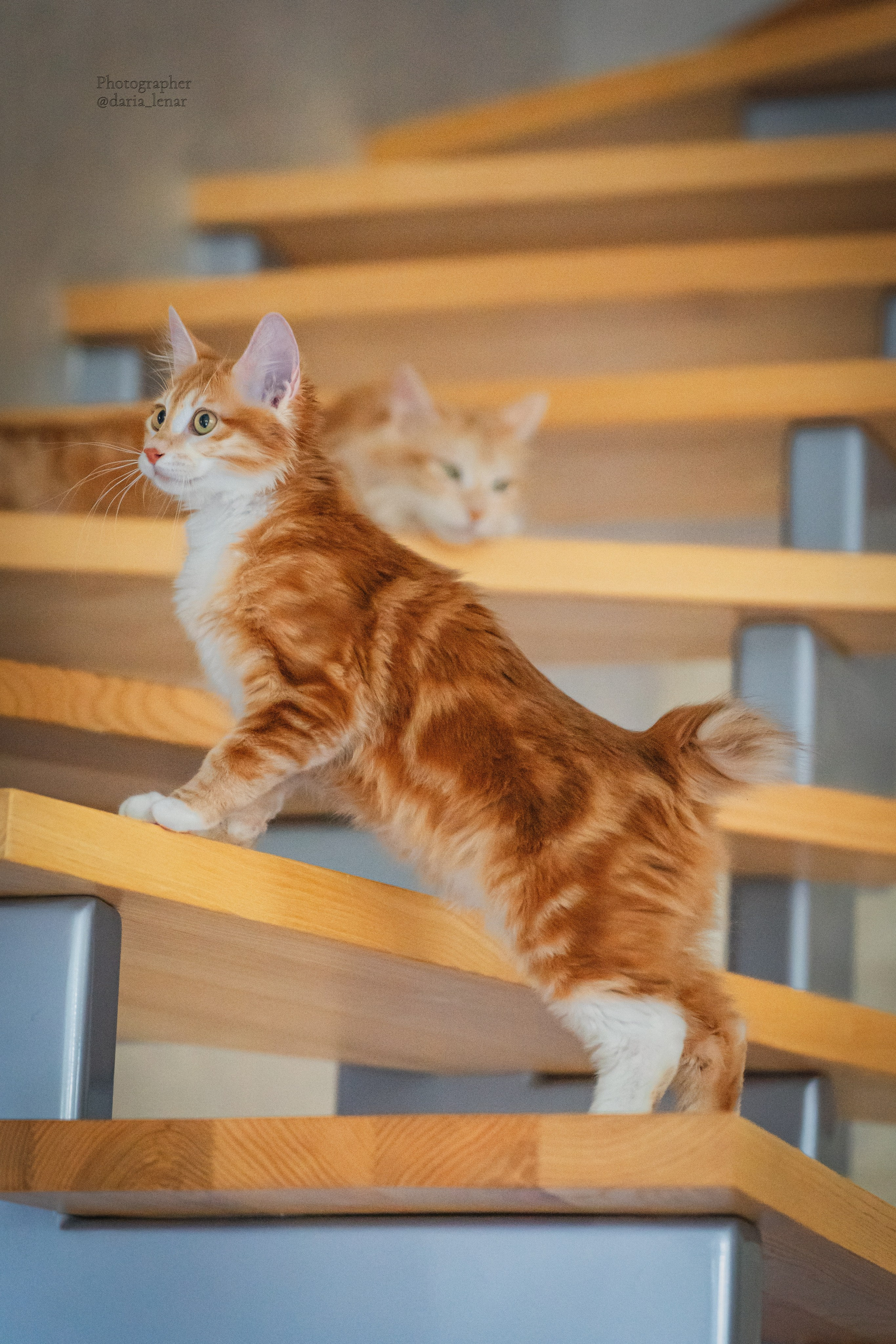 Питомник Курильских бобтейлов. Фотограф в Москве Ленарская Дарья