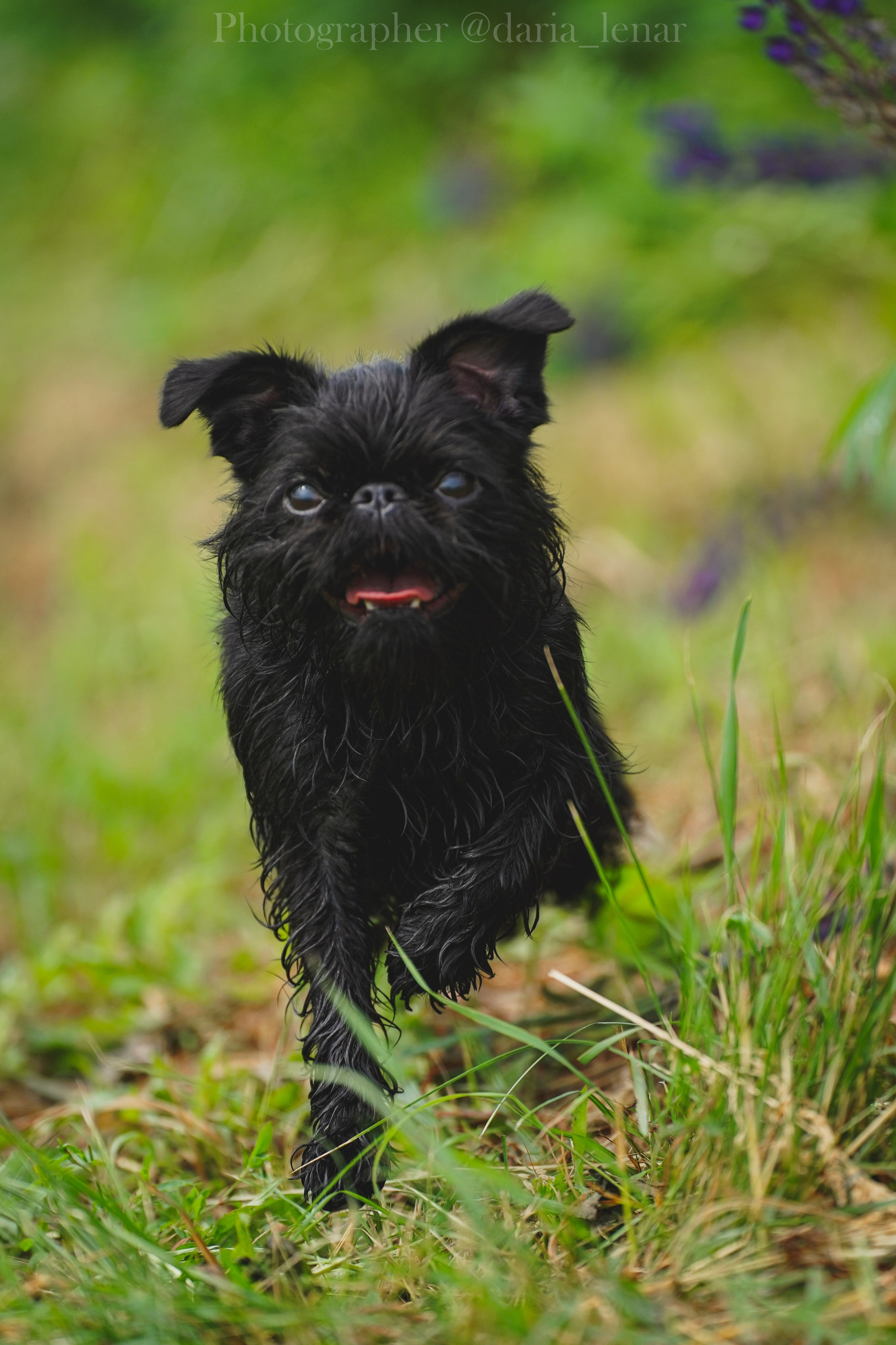 Выставки собак. Фотограф в Москве Ленарская Дарья