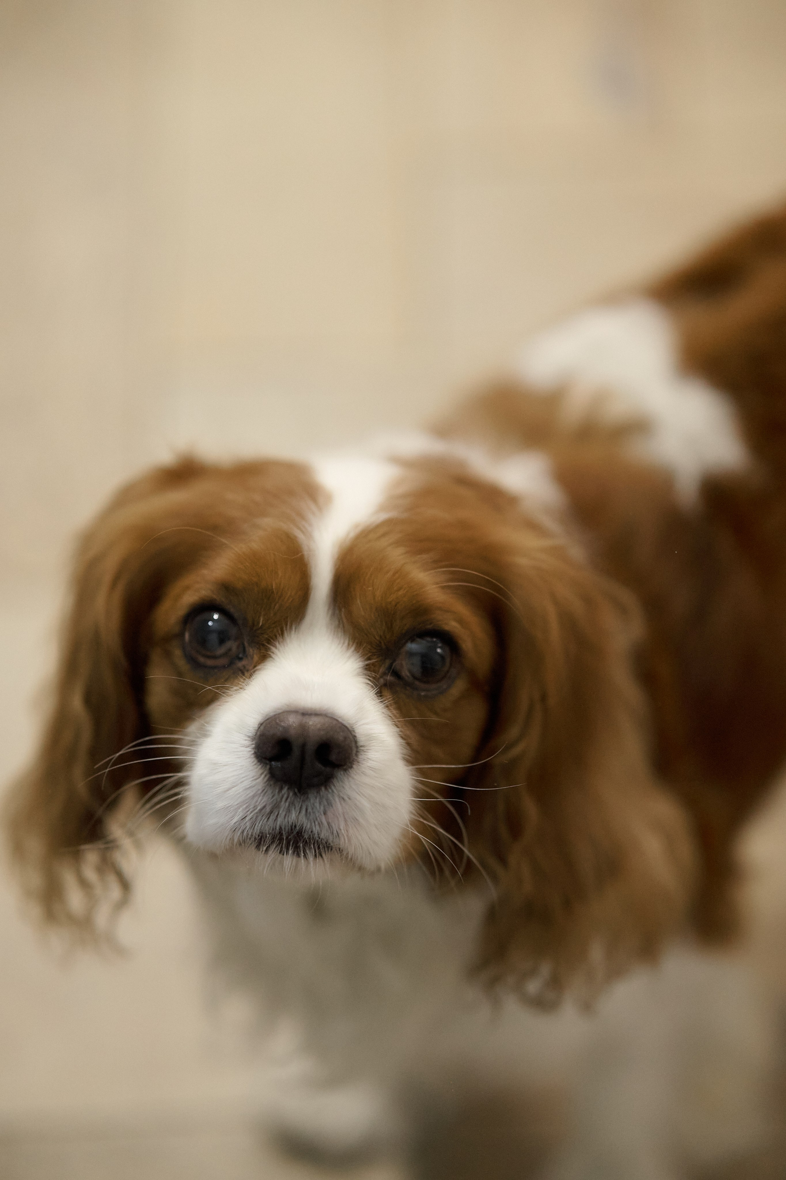 Серёжа, Вика, Макар и Кэш. Семейный и свадебный lifestyle-фотограф в Москве Мария Петрова