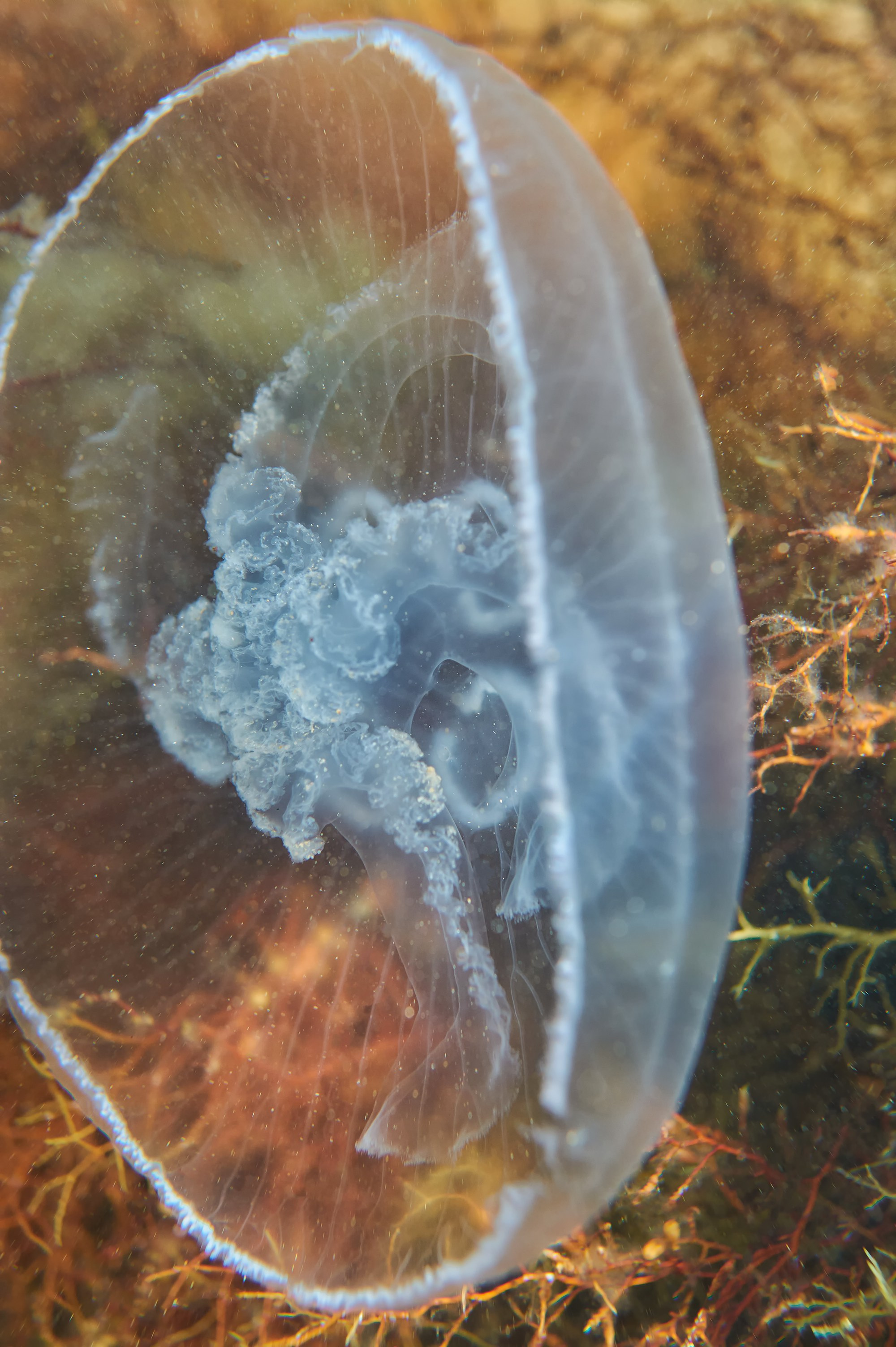 Фотографии животных. Яркие фото на Чёрном море