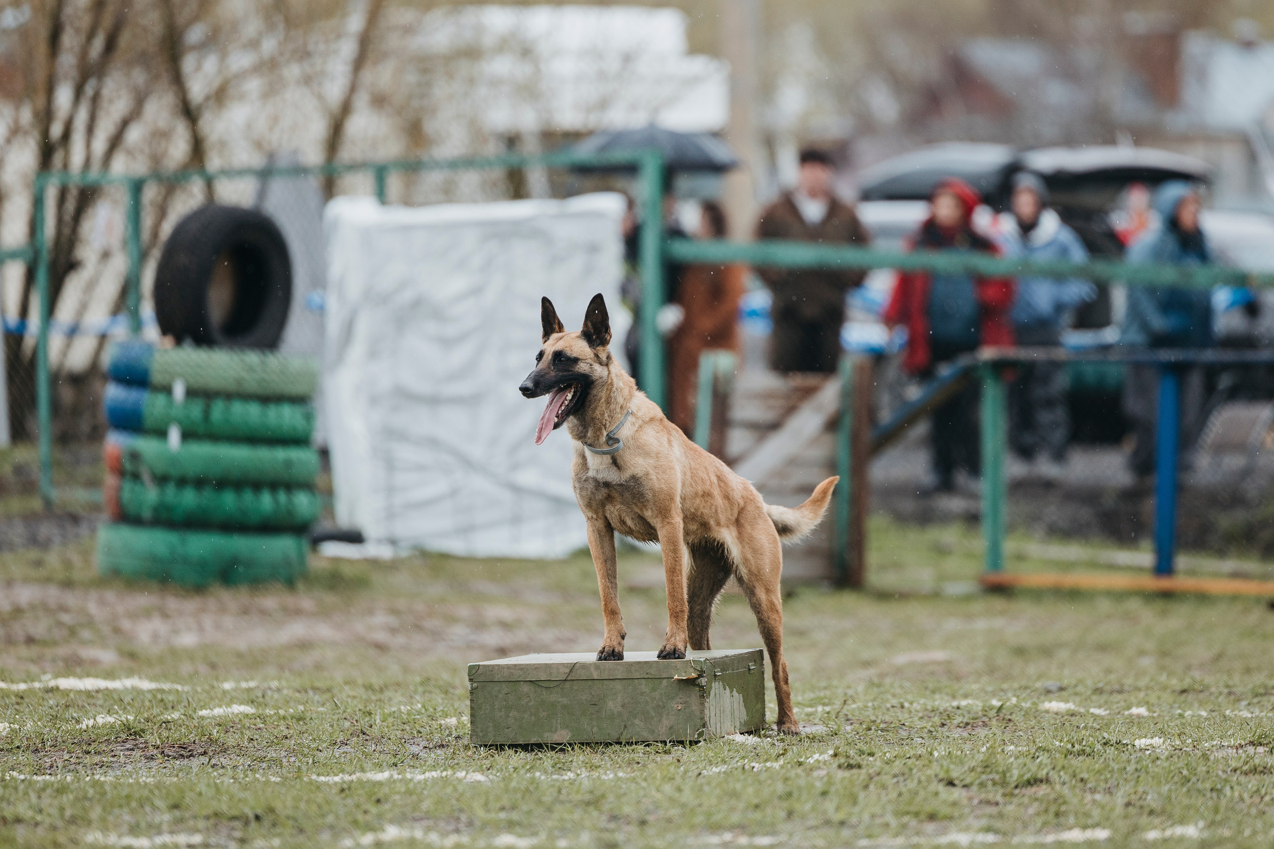 09.05.25 Вологда соревнования. Фотограф-анималист Анна Маринич
