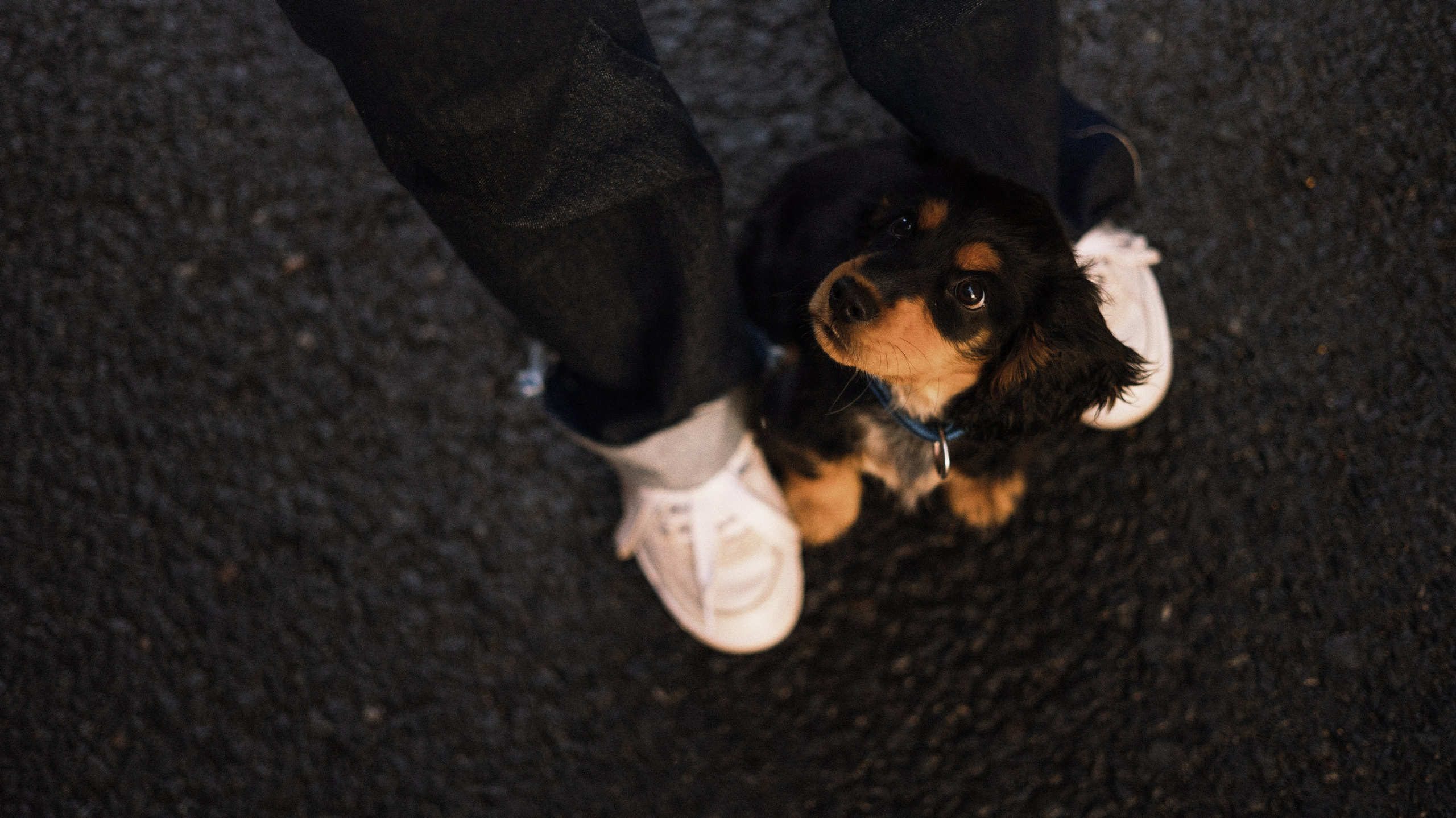 Аня и Ривер. Фотограф-анималист Богданова Полина