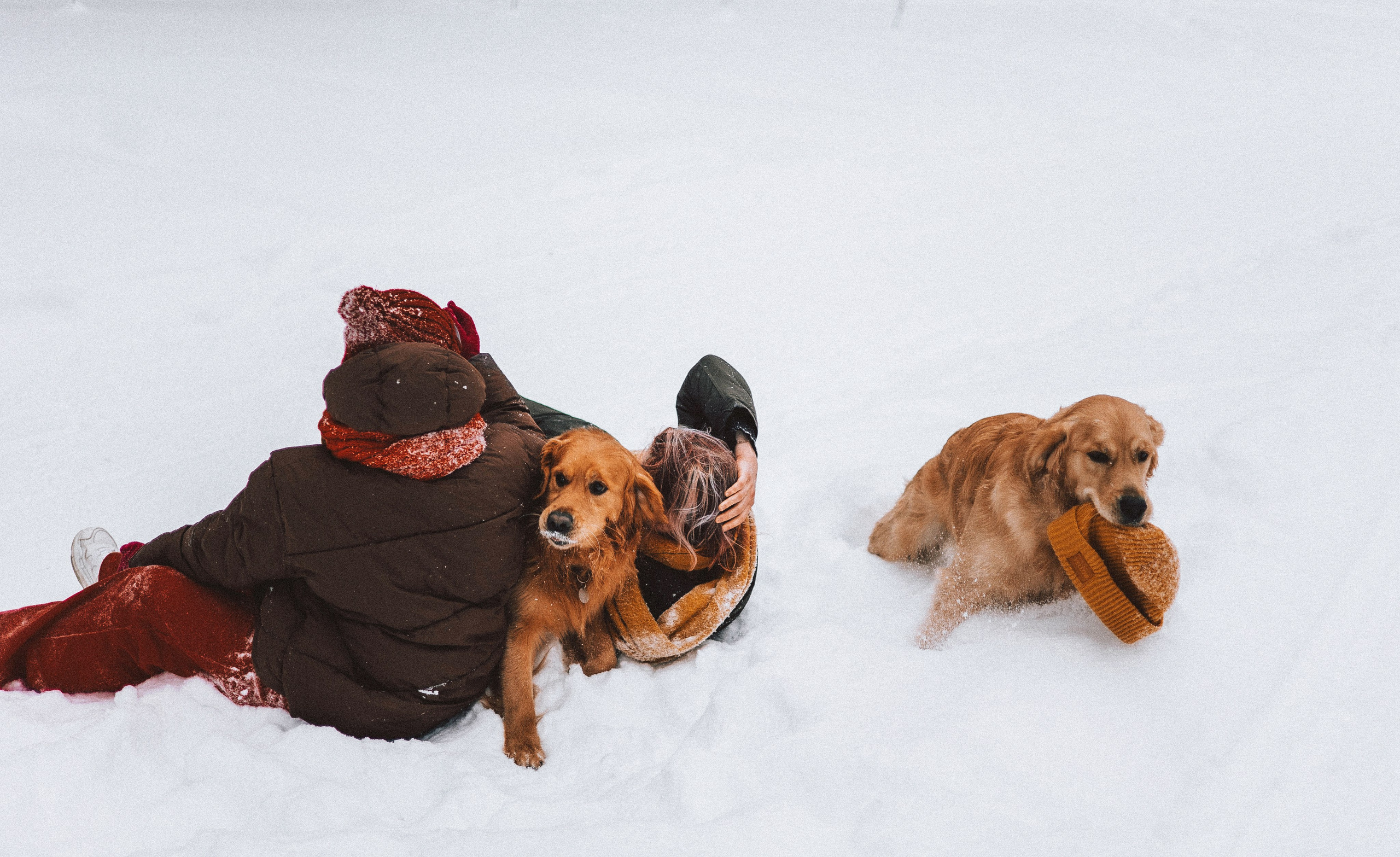 Саша, Юля, Грэй и Джой. Фотограф-анималист Богданова Полина