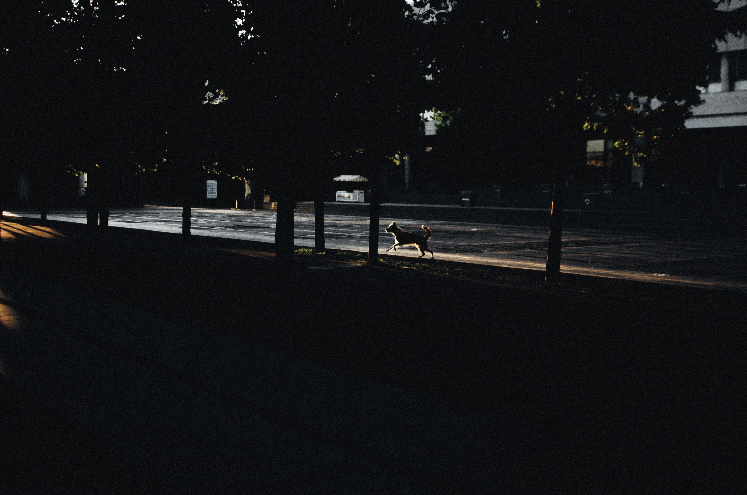 Аня и Дэймон. Фотограф-анималист Богданова Полина