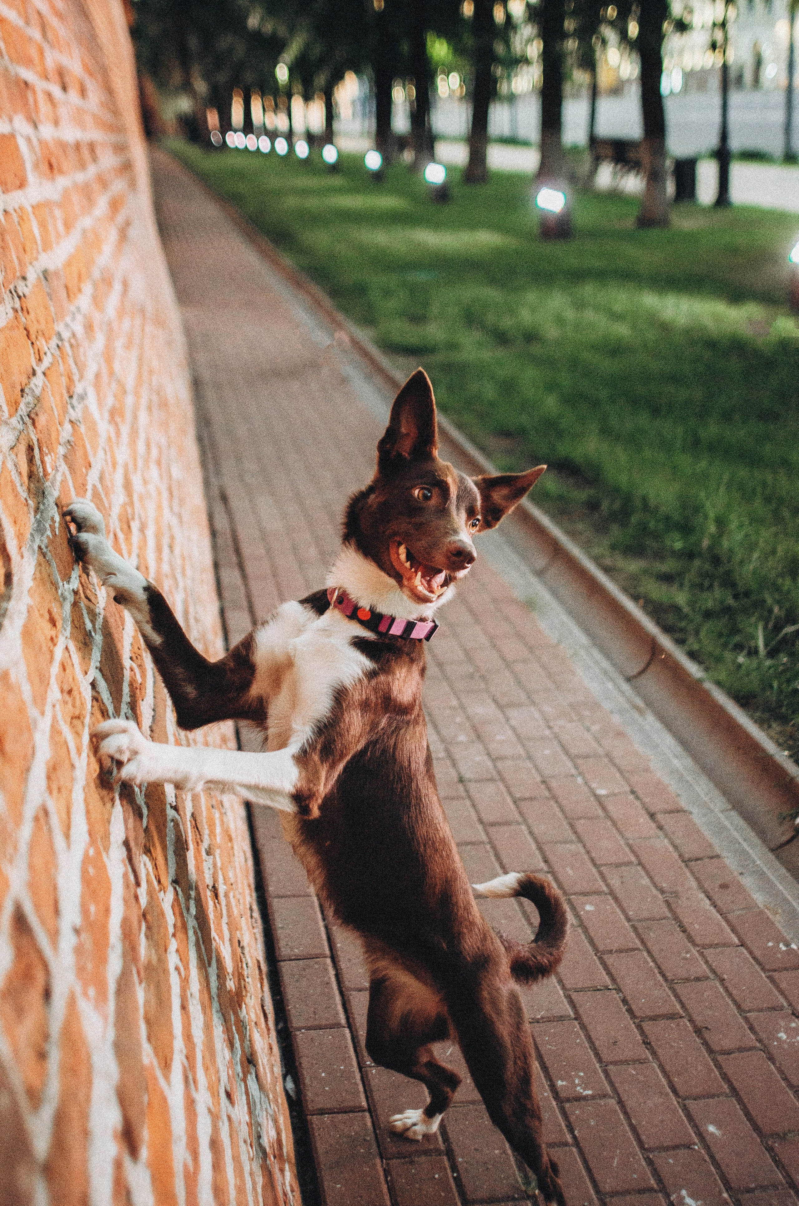 Вика и Эсса. Фотограф-анималист Богданова Полина