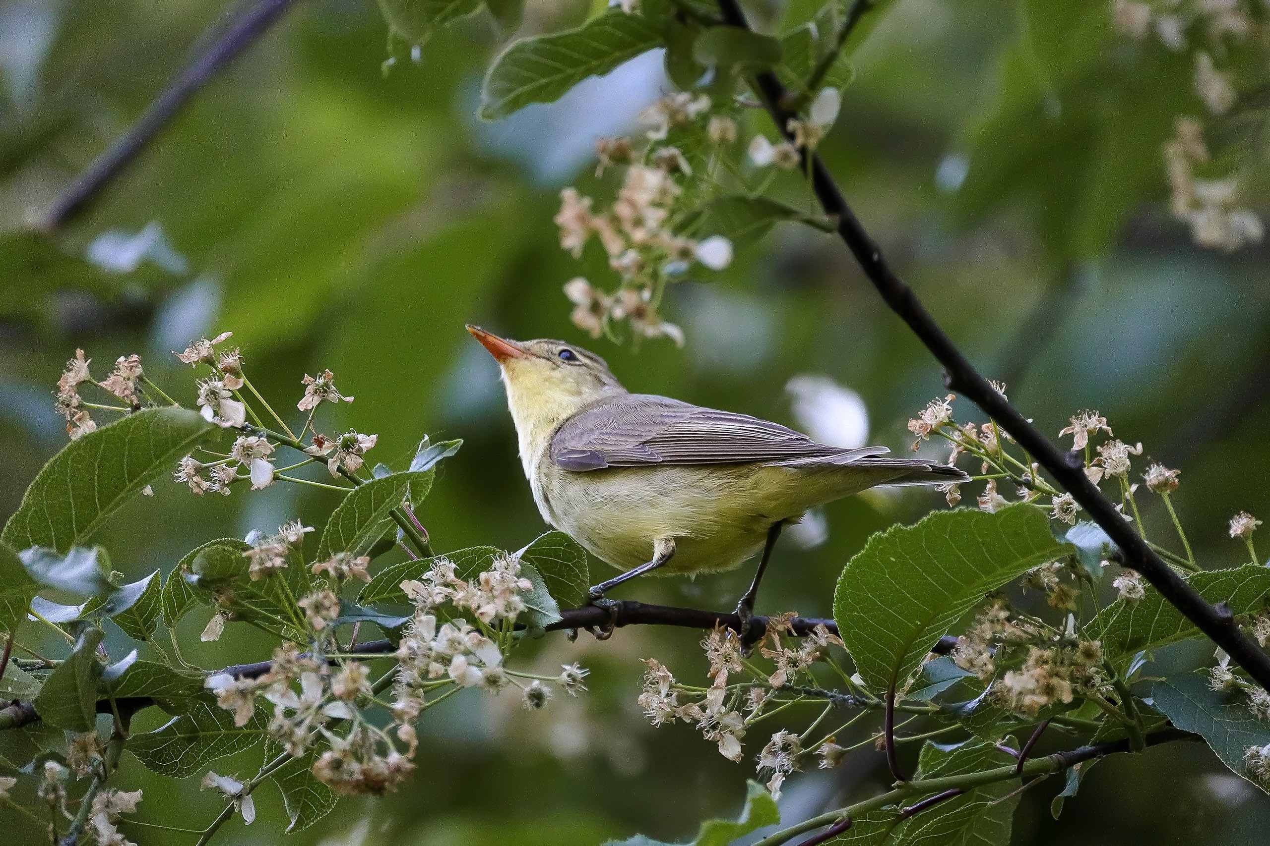 Зеленая пересмешка