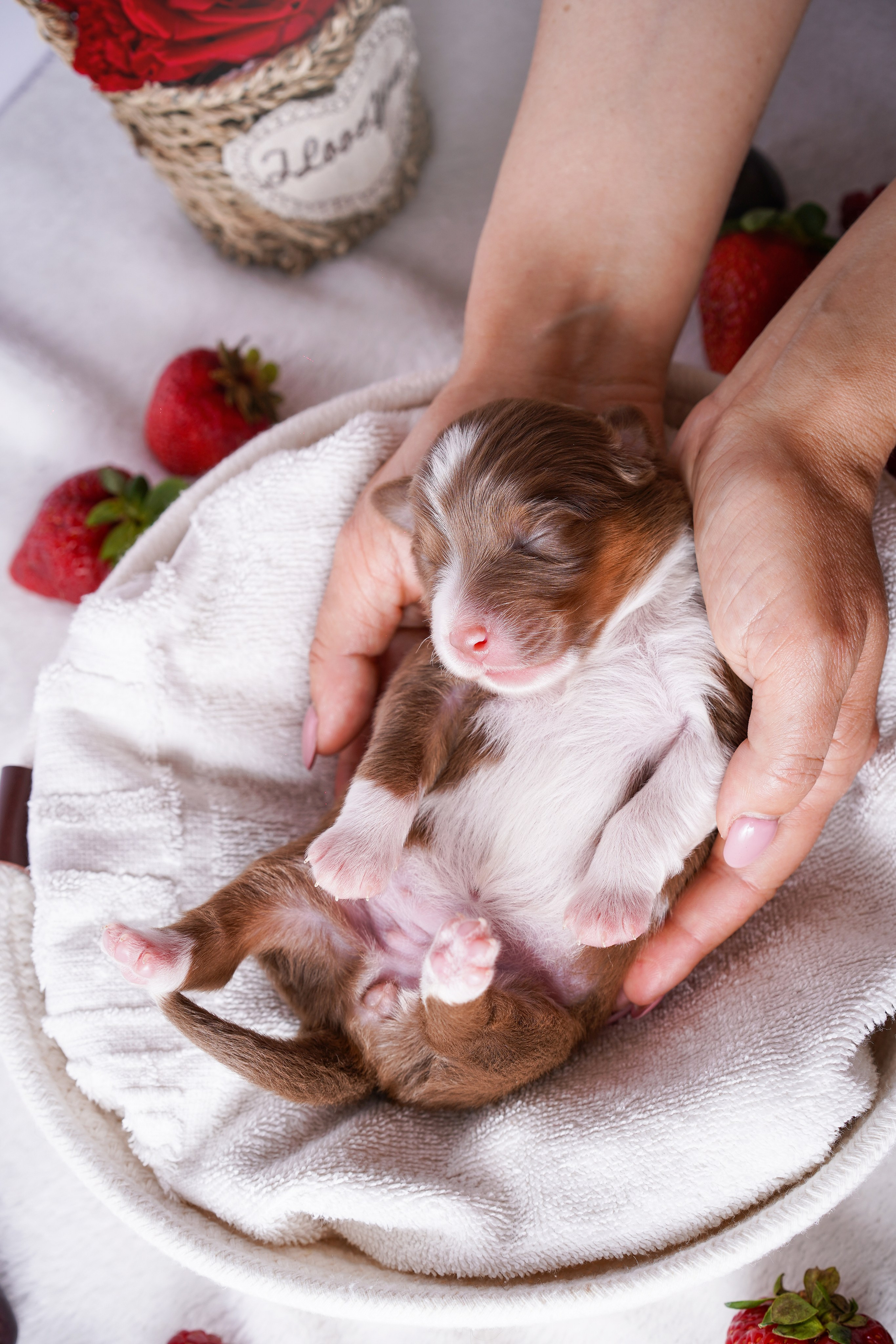 Щенки аусси. Фотограф-анималист в Санкт-Петербурге Яна Мартынова