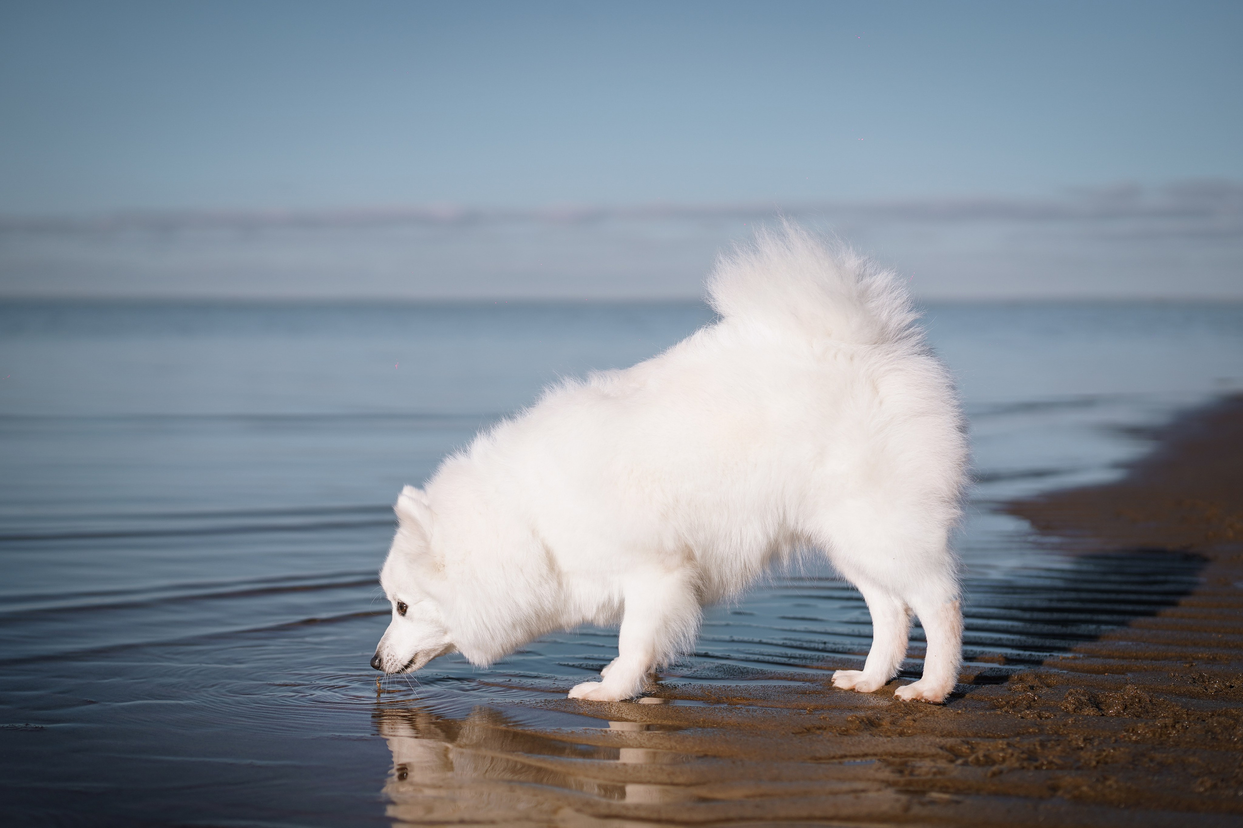 Саша Моня и Гати. Фотограф-анималист в Санкт-Петербурге Яна Мартынова