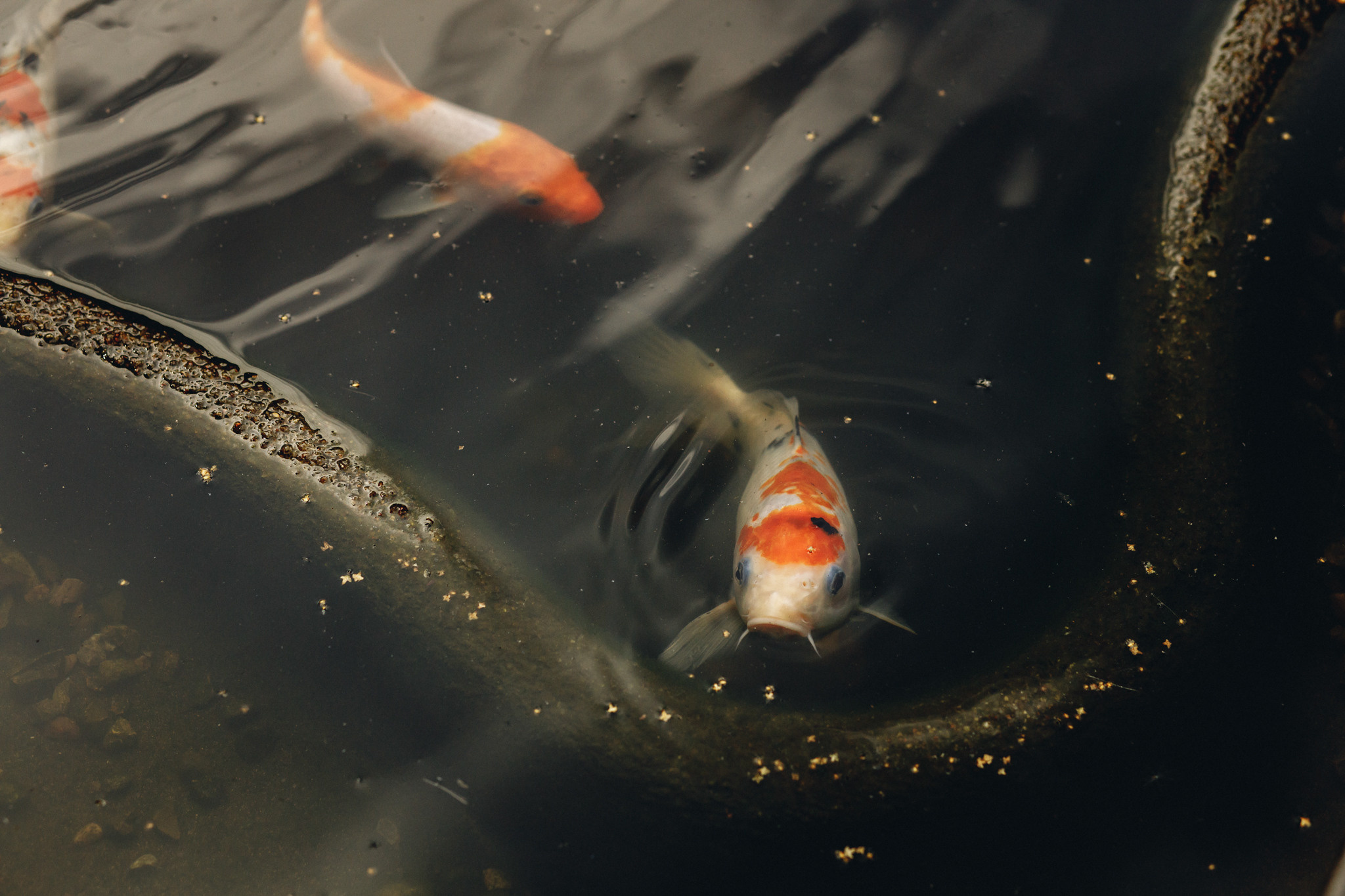 Светлана и Игорь. Фотограф Иркутск Антипин Сергей