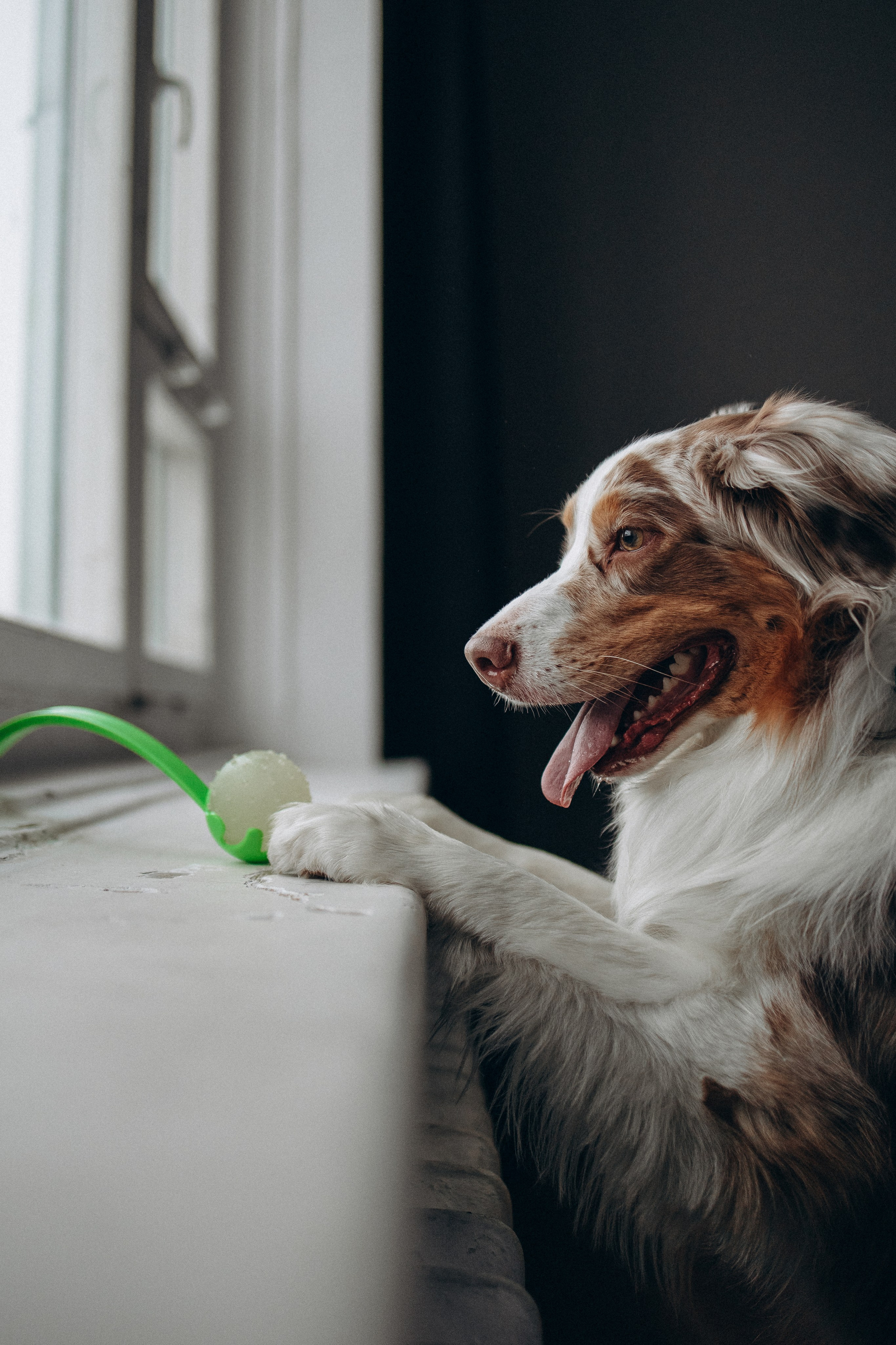 Катапульты. Фотораф — анималист Мария Шистка