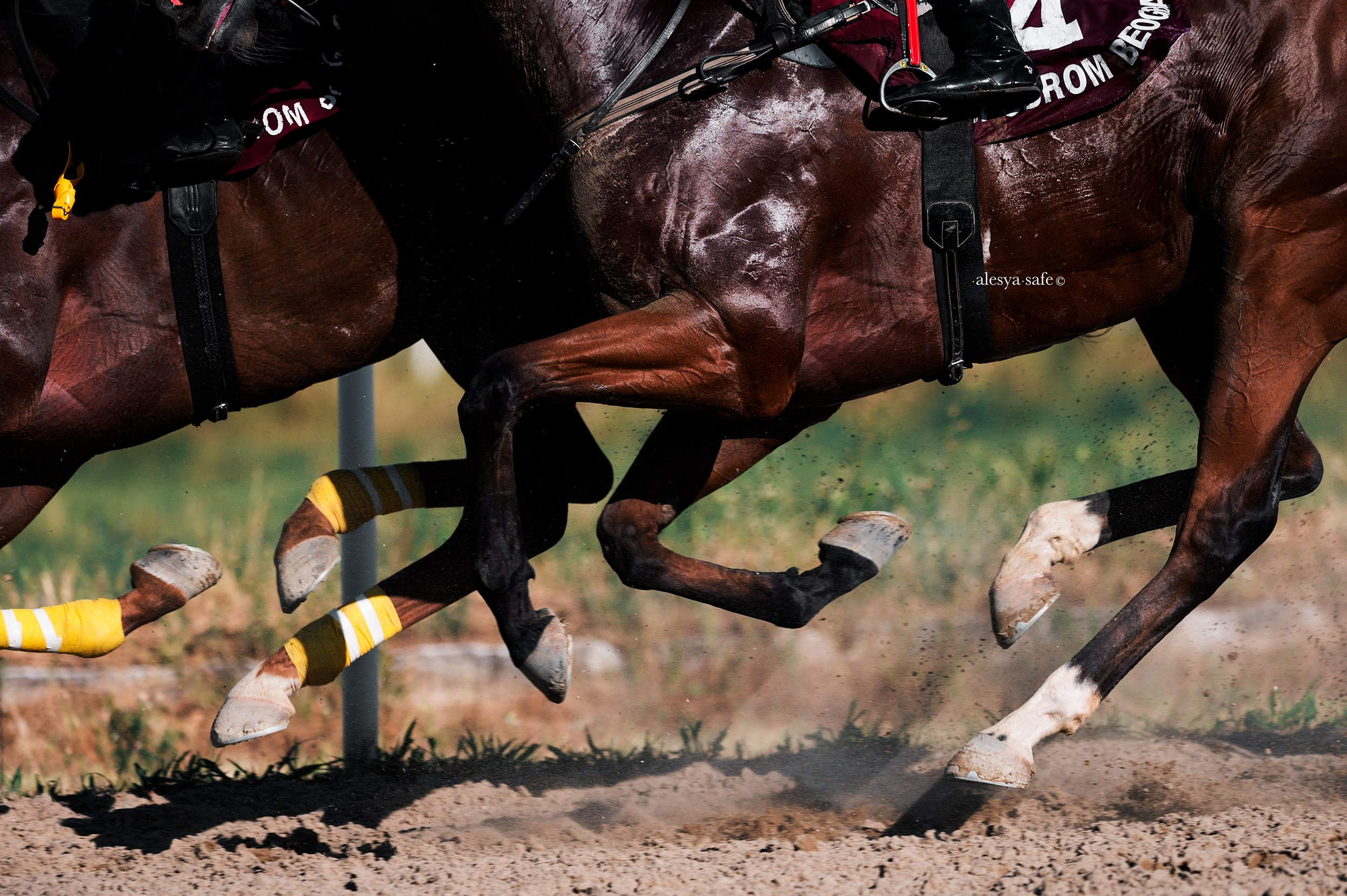 Скачки. Конный фотограф Alesya Safe