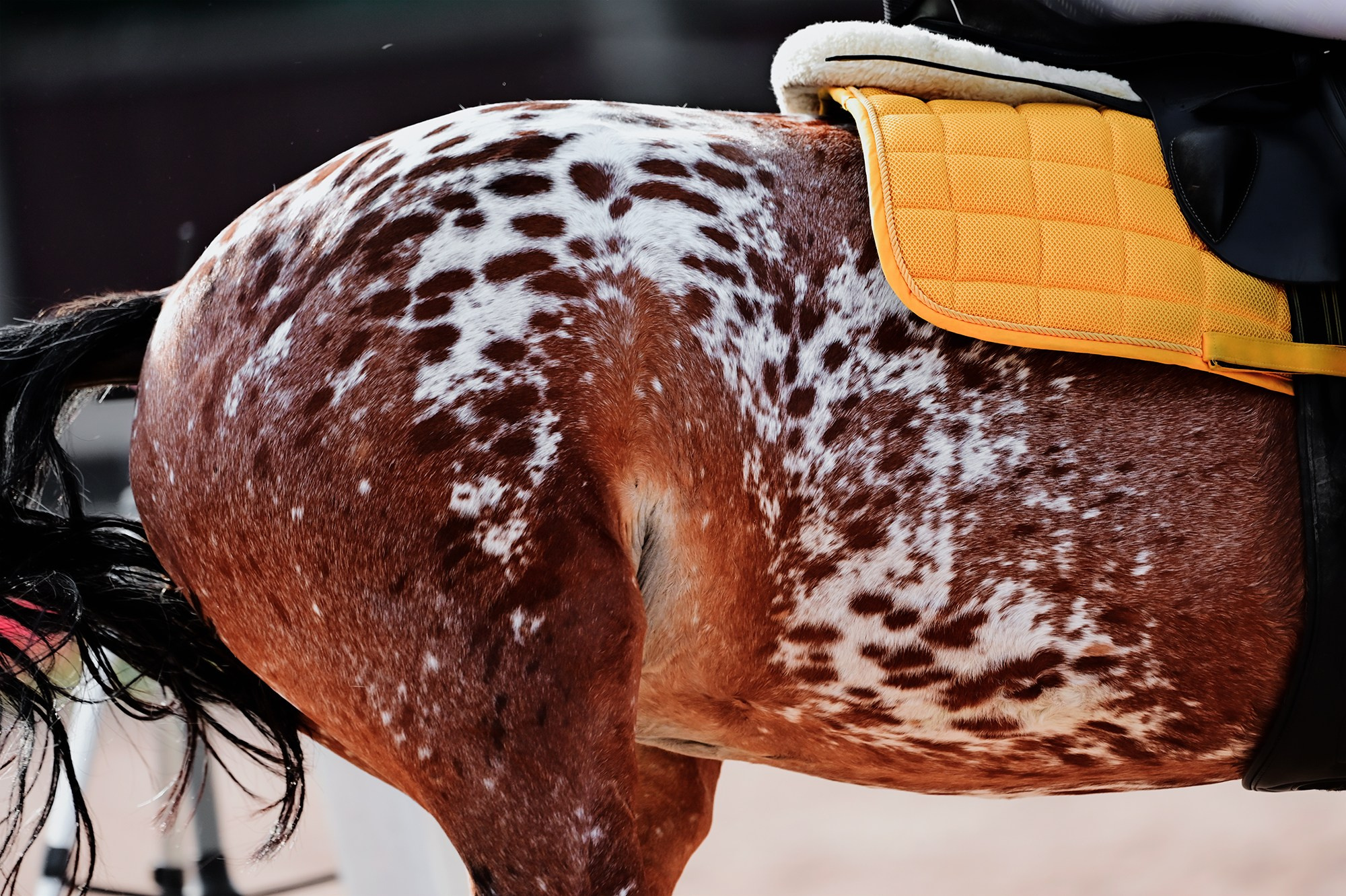 Конкур. Конный фотограф Alesya Safe