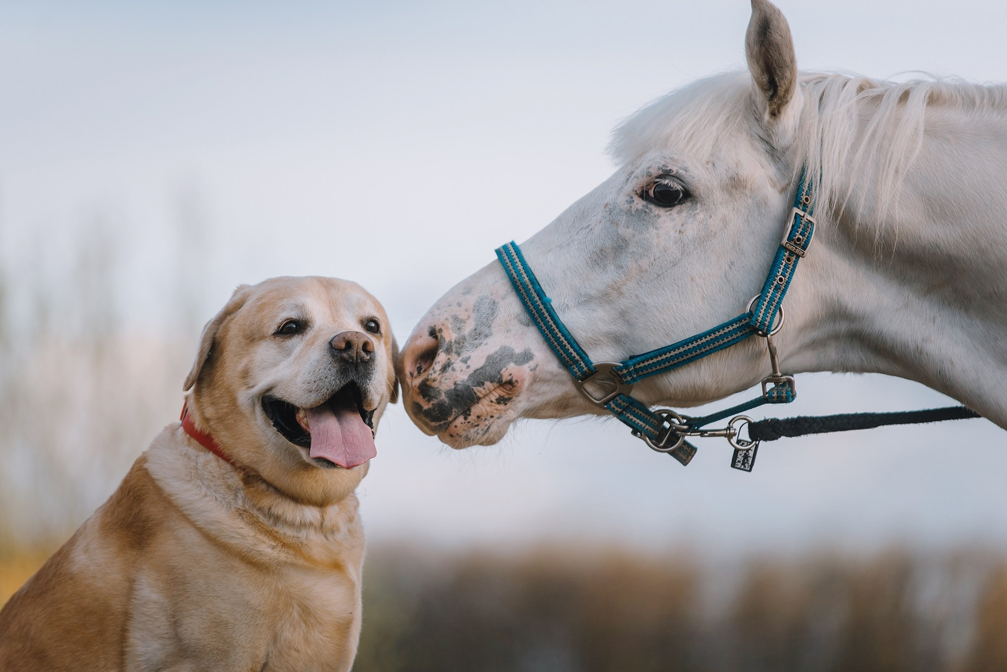Питомец в кадре. Фотограф Анна Тюрина