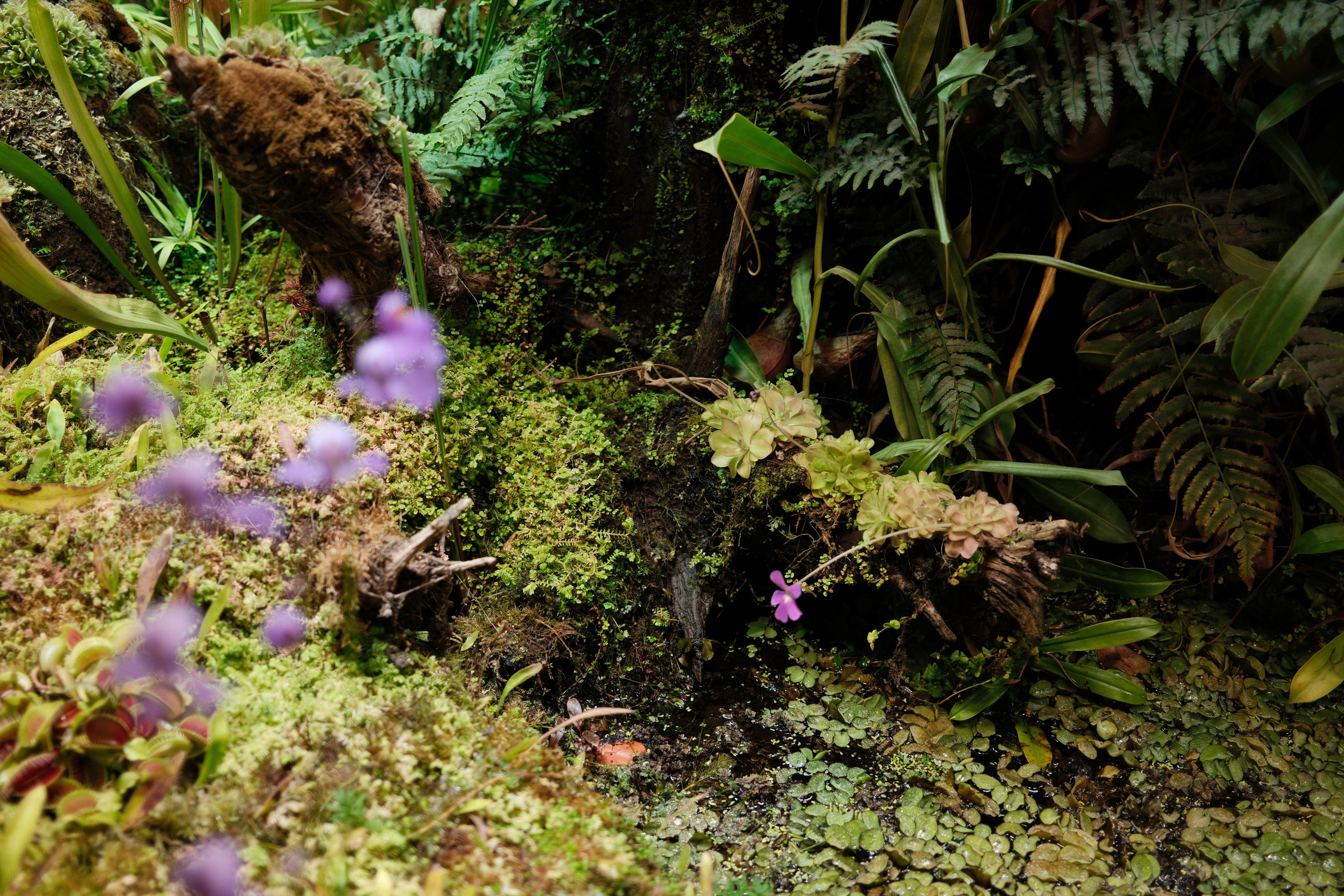 Аптекарский огород. Профессиональный фотограф в Москве Захар Ишутин