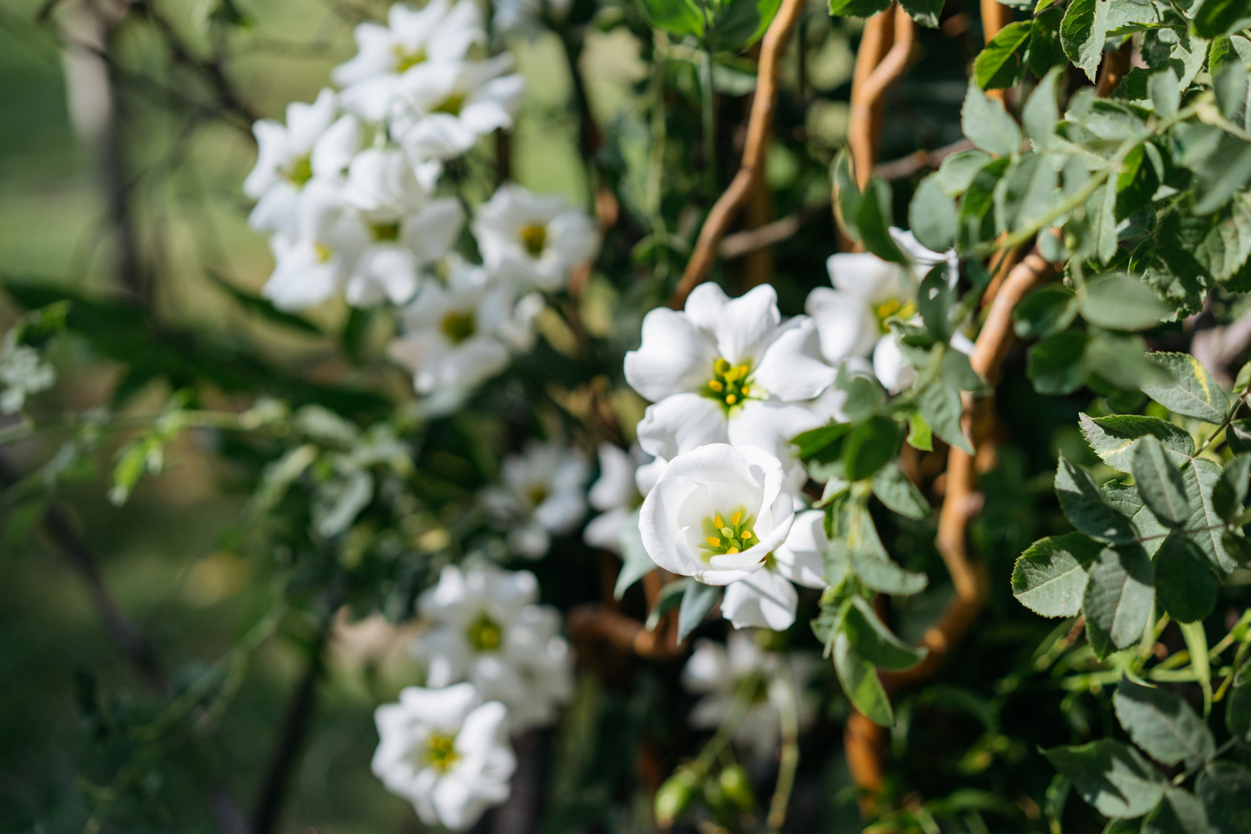 Илья и Алина. Свадебный и семейный фотограф в Калининграде Анастасия Гриценко