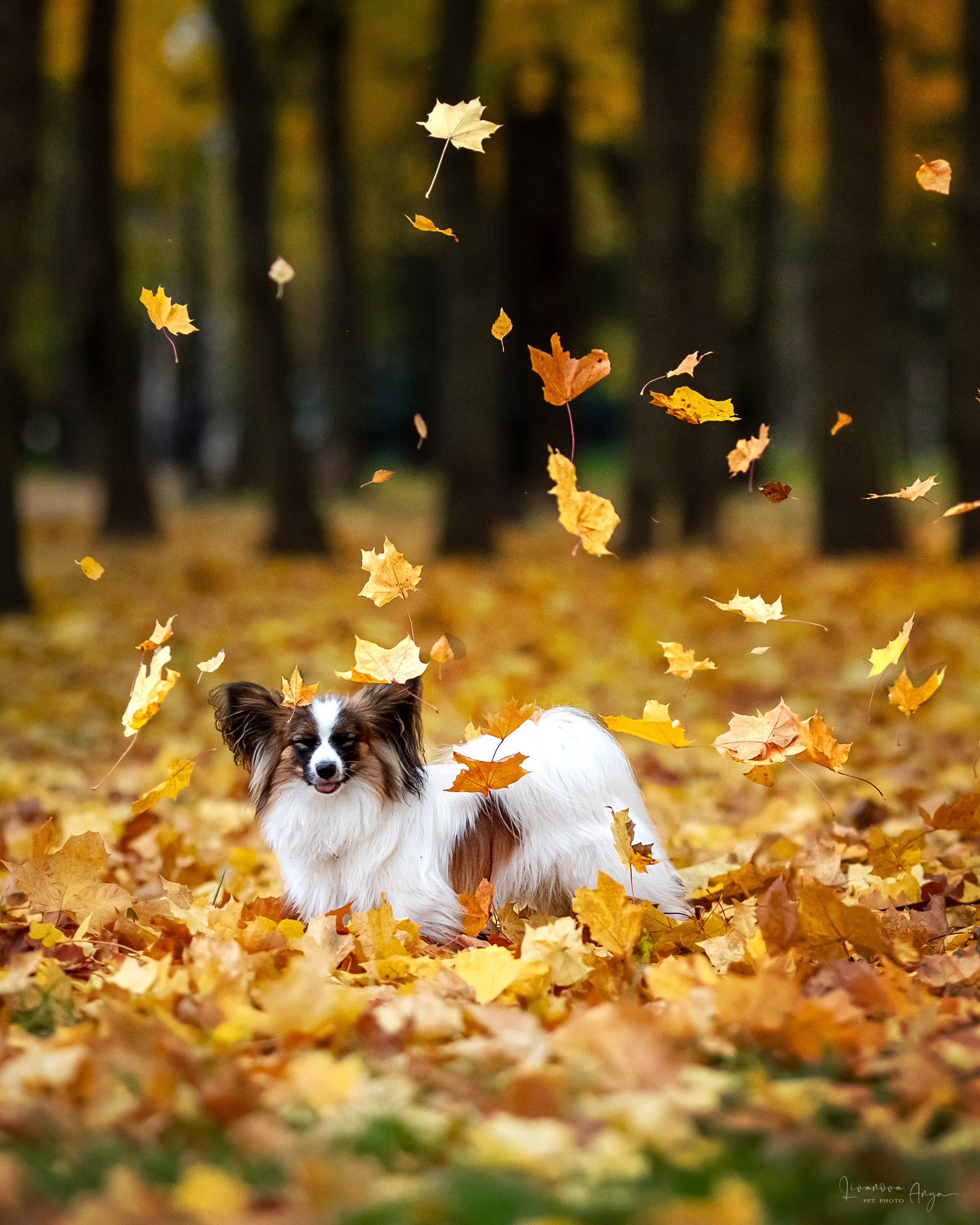 Хьюстон. Фотограф анималист Аня Ливанова | Рыбинск