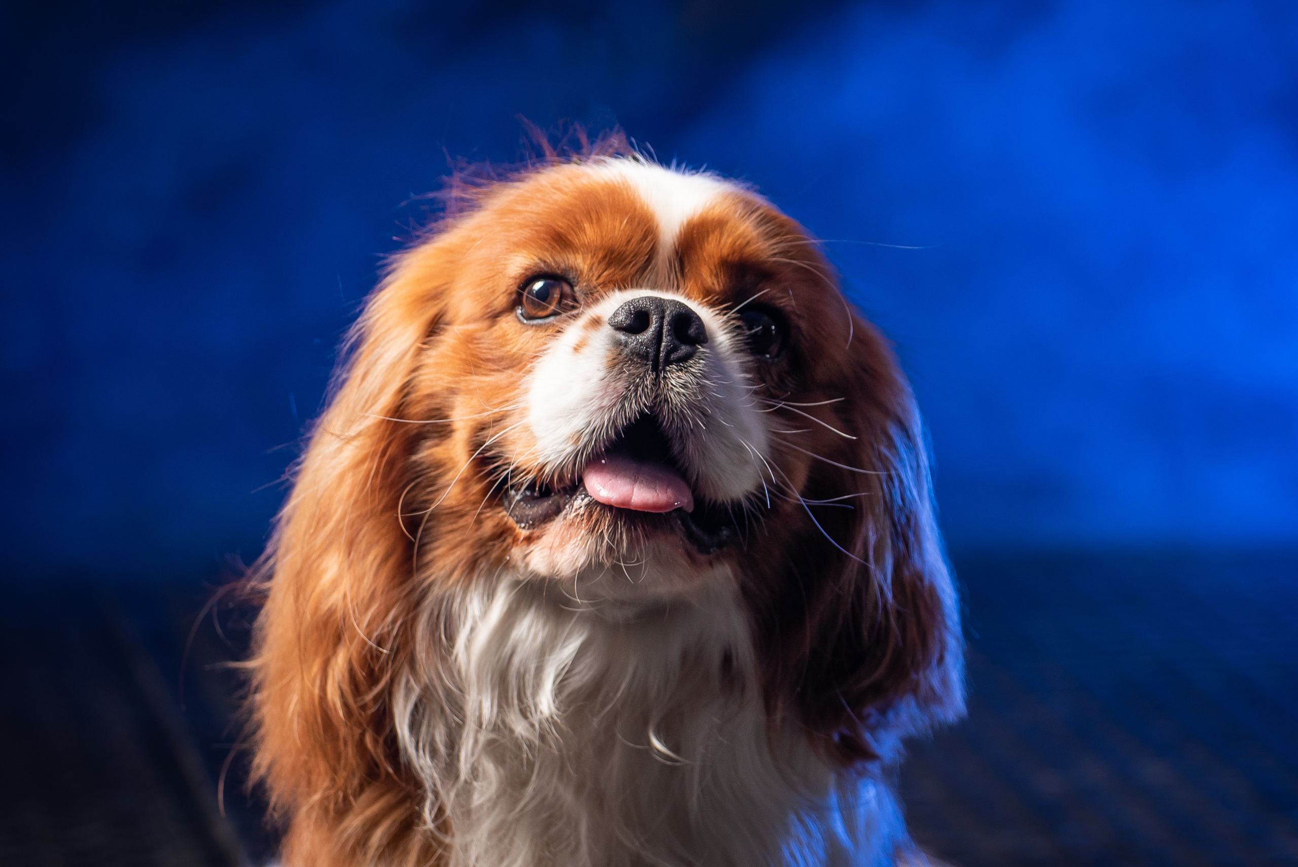 Съёмка собак. Фотограф Макс Огурцов в Нижнем Новгороде