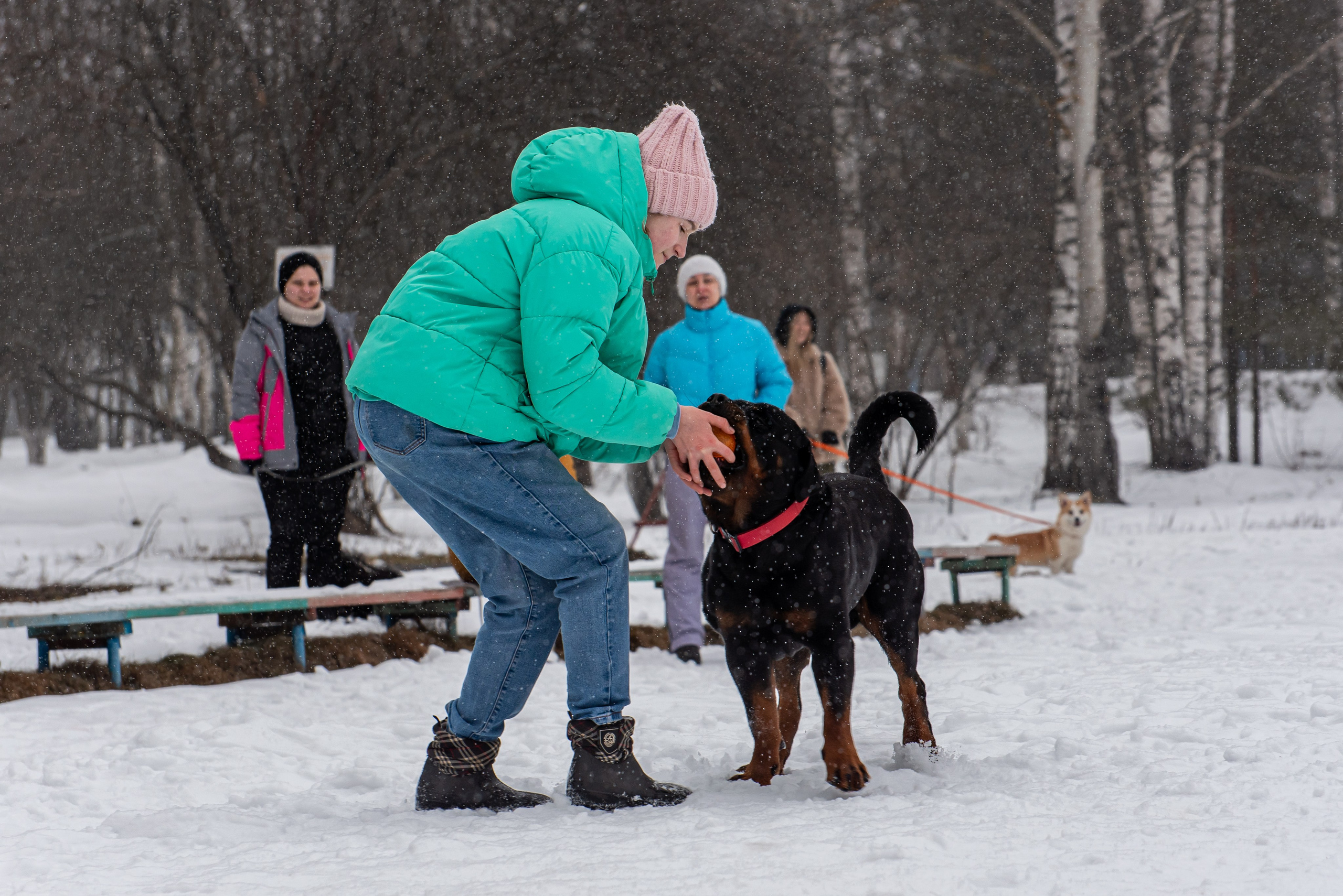 Фотосъёмка с собаками в Кинологическом лагере. Фотограф Макс Огурцов в Нижнем Новгороде