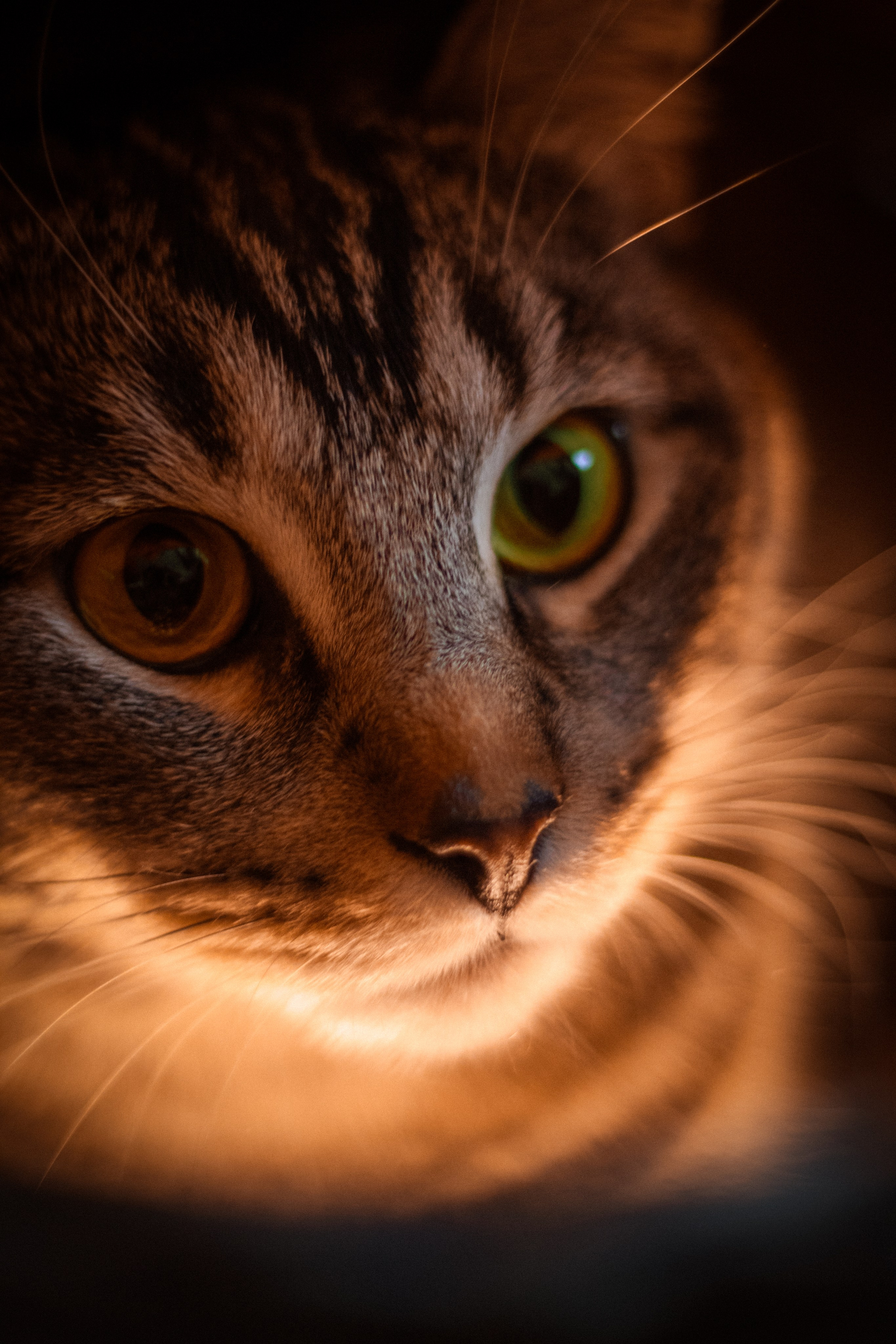 Кот в коробке. Dmitriy [KCCC] is a pretty cool photographer