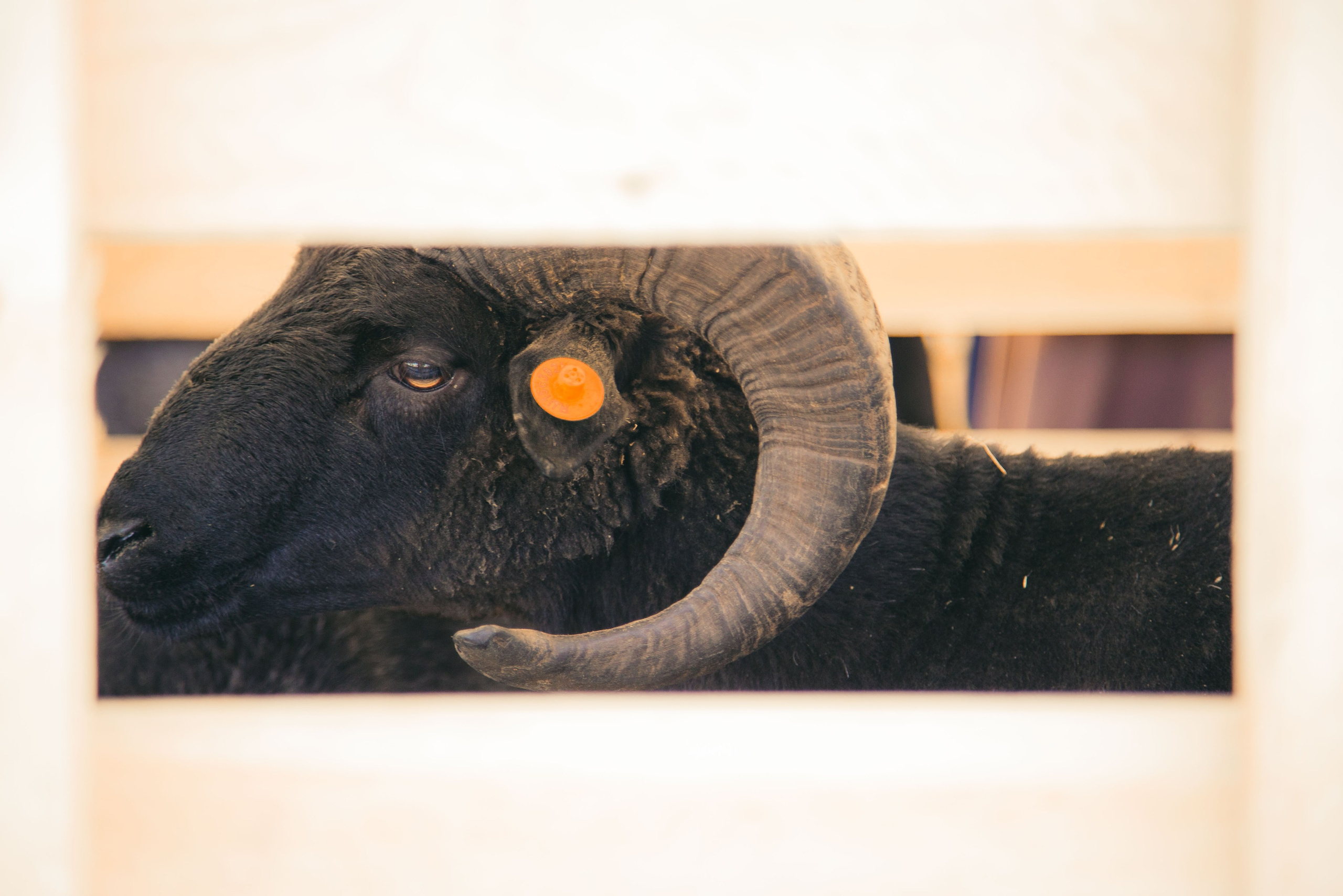 Овцы и овечки. Dmitriy [KCCC] is a pretty cool photographer