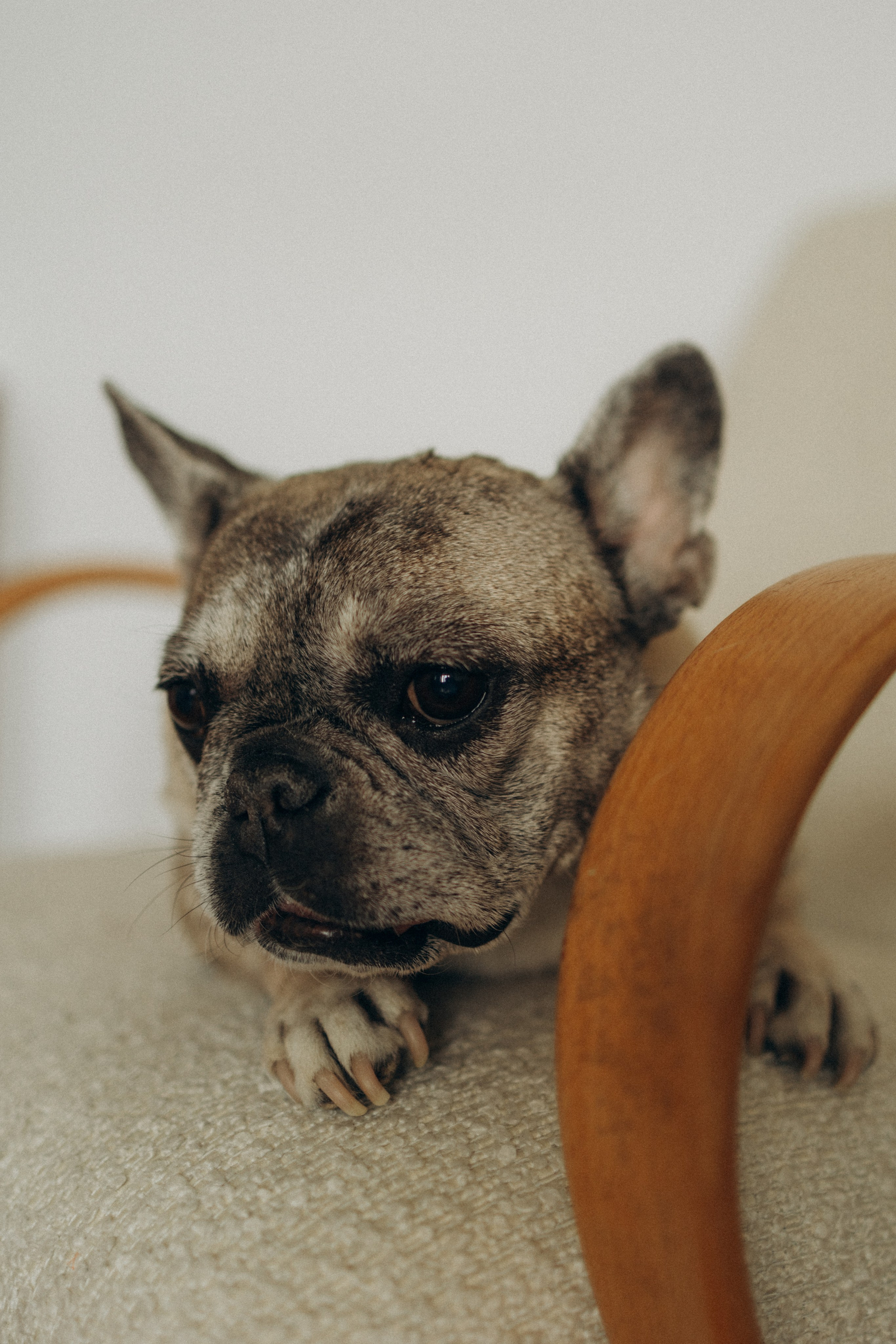 Зефирка, Булка и их Ро. Фотораф — анималист Мария Шистка