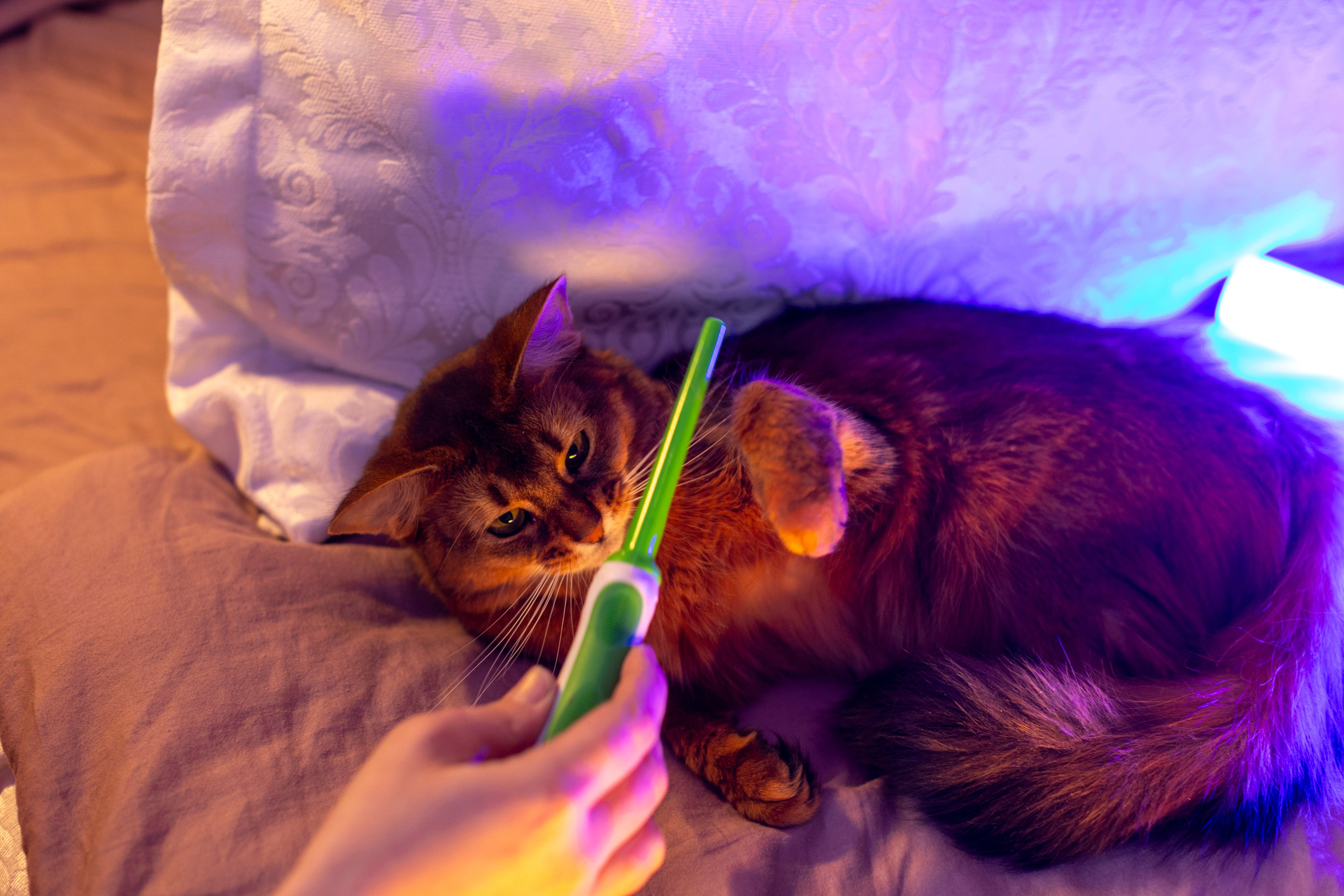 Сомали. Art my Pho