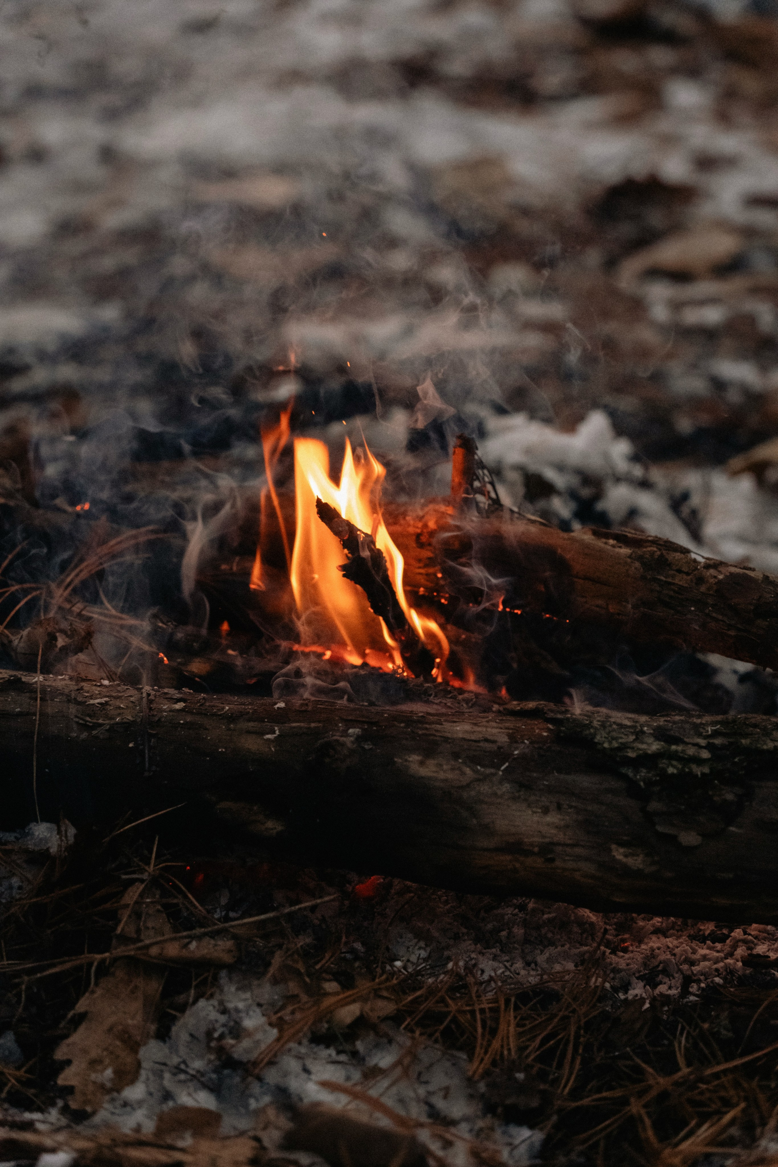 Зимняя история. Семейный фотограф анималист г. Находка