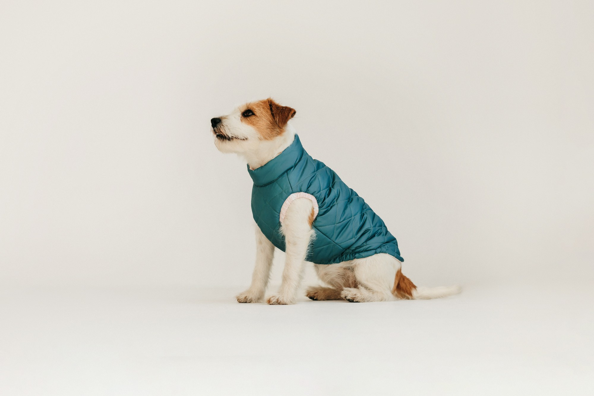 Одежда Lapa`s brand. Фотограф-анималист Елена Радченко, Москва