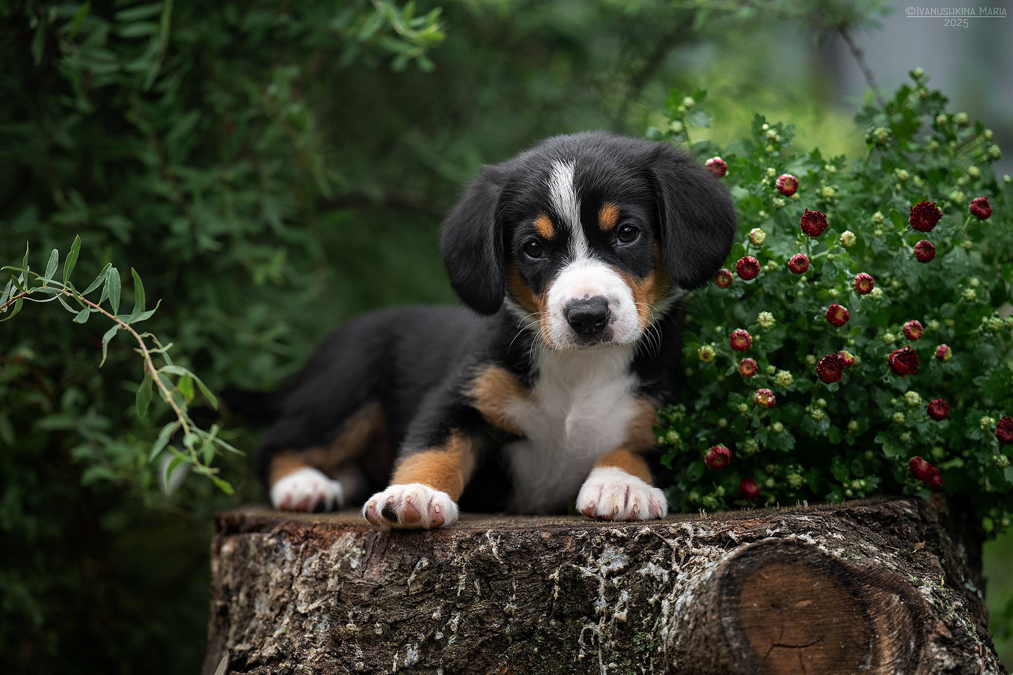 Фотосессия щенков на продажу. Фотограф собак в Москве и Московской области Иванушкина Мария