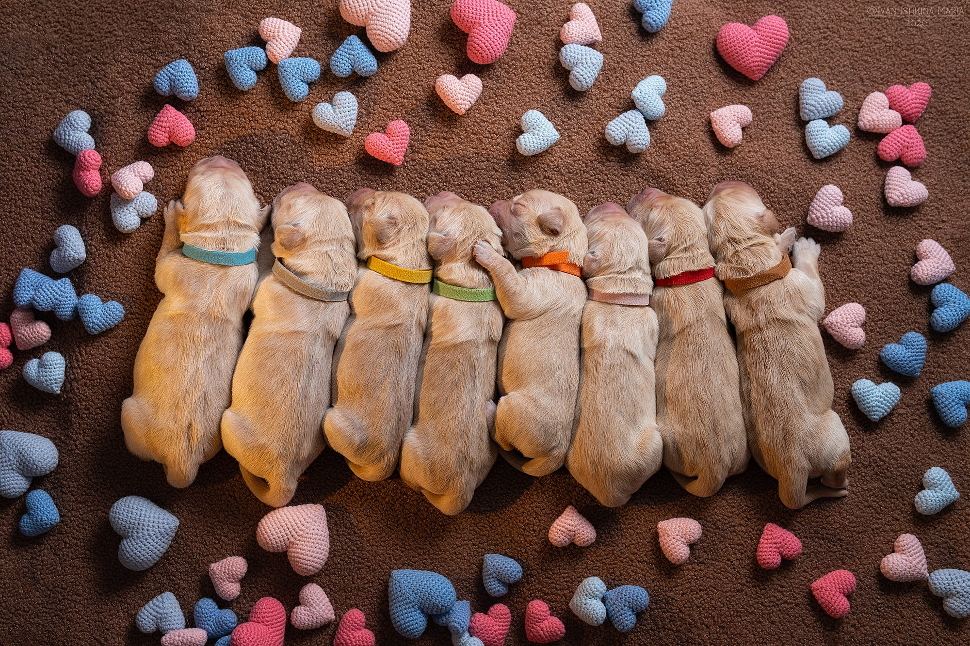 Ньюборн фотосессия щенков. Фотограф собак в Москве и Московской области Иванушкина Мария