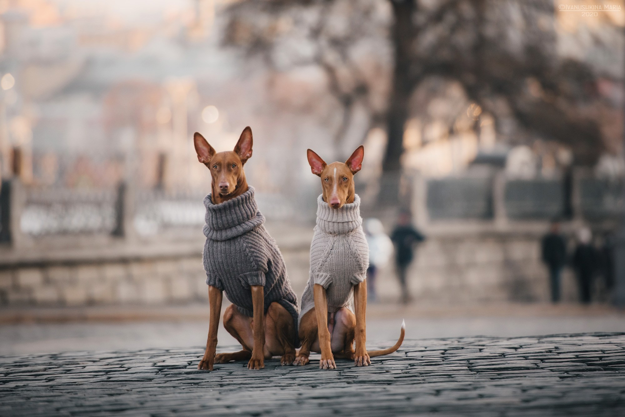 Фотограф-анималист. Фотограф собак в Москве и Московской области Иванушкина Мария