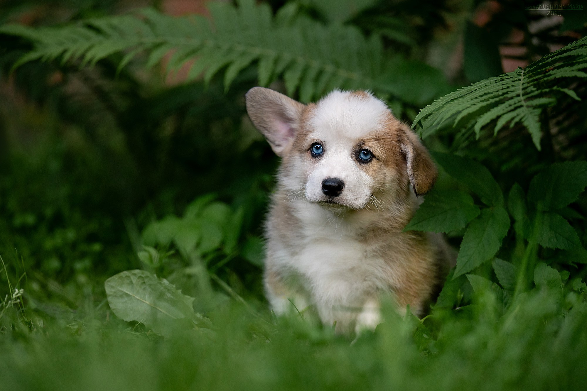 Фотосессия щенков на продажу. Фотограф собак в Москве и Московской области Иванушкина Мария