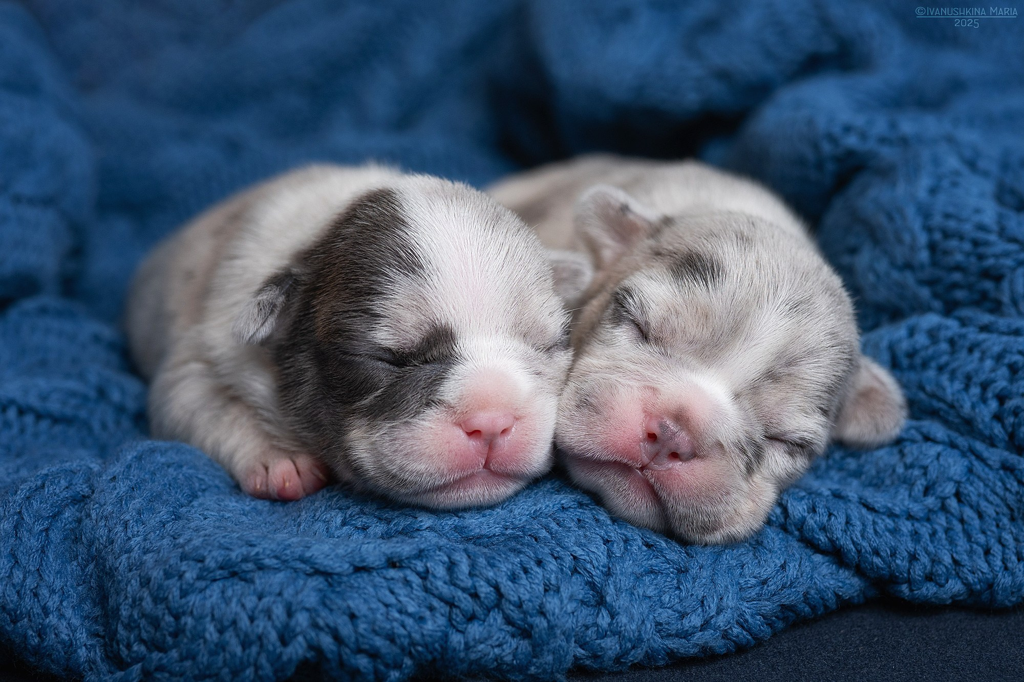 Ньюборн фотосессия щенков. Фотограф собак в Москве и Московской области Иванушкина Мария