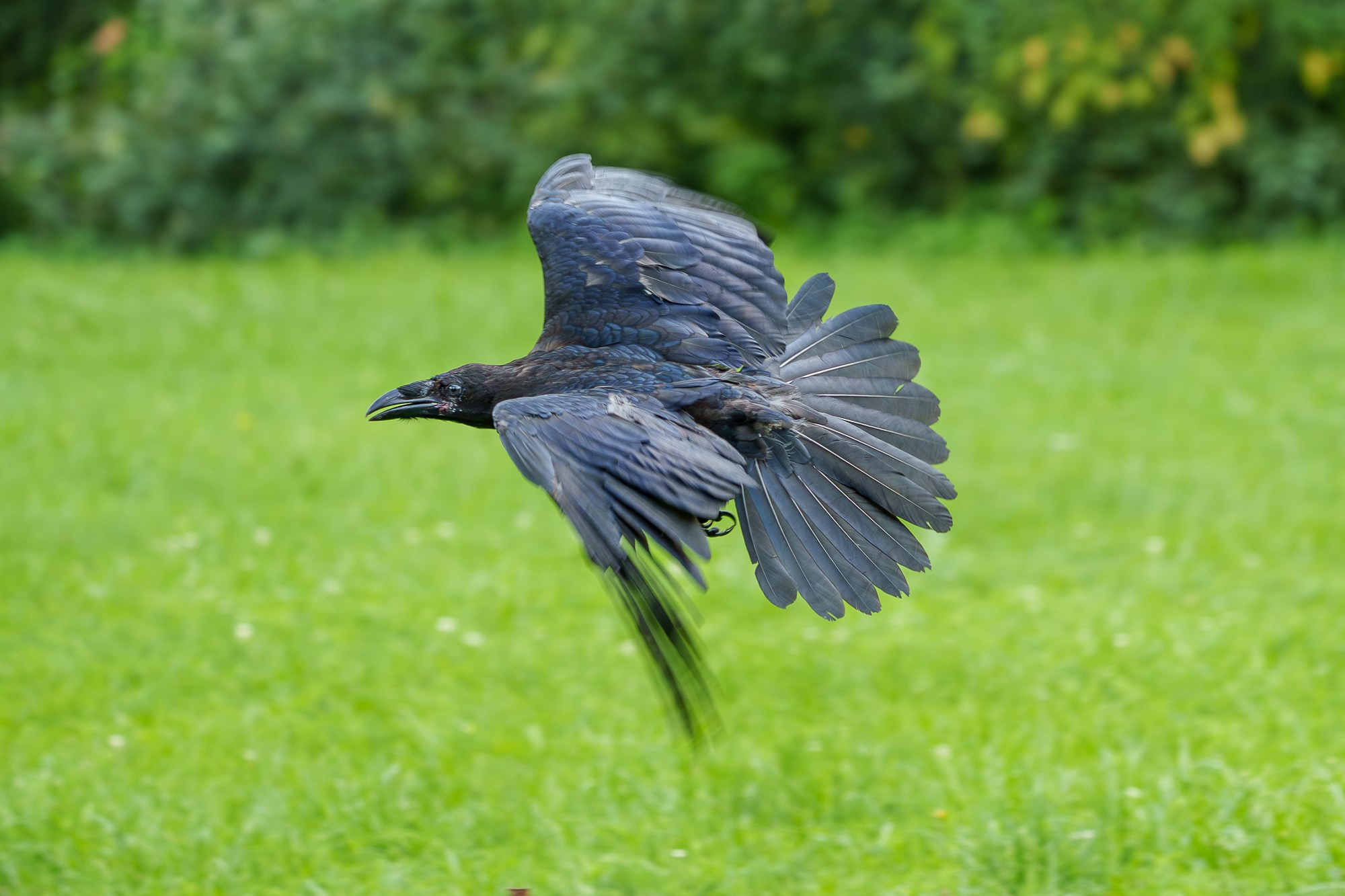 Удивительные мир птиц. Вокруг нас столько прекрасного — присмотритесь!. Ваш личный фотограф Марина Волкова