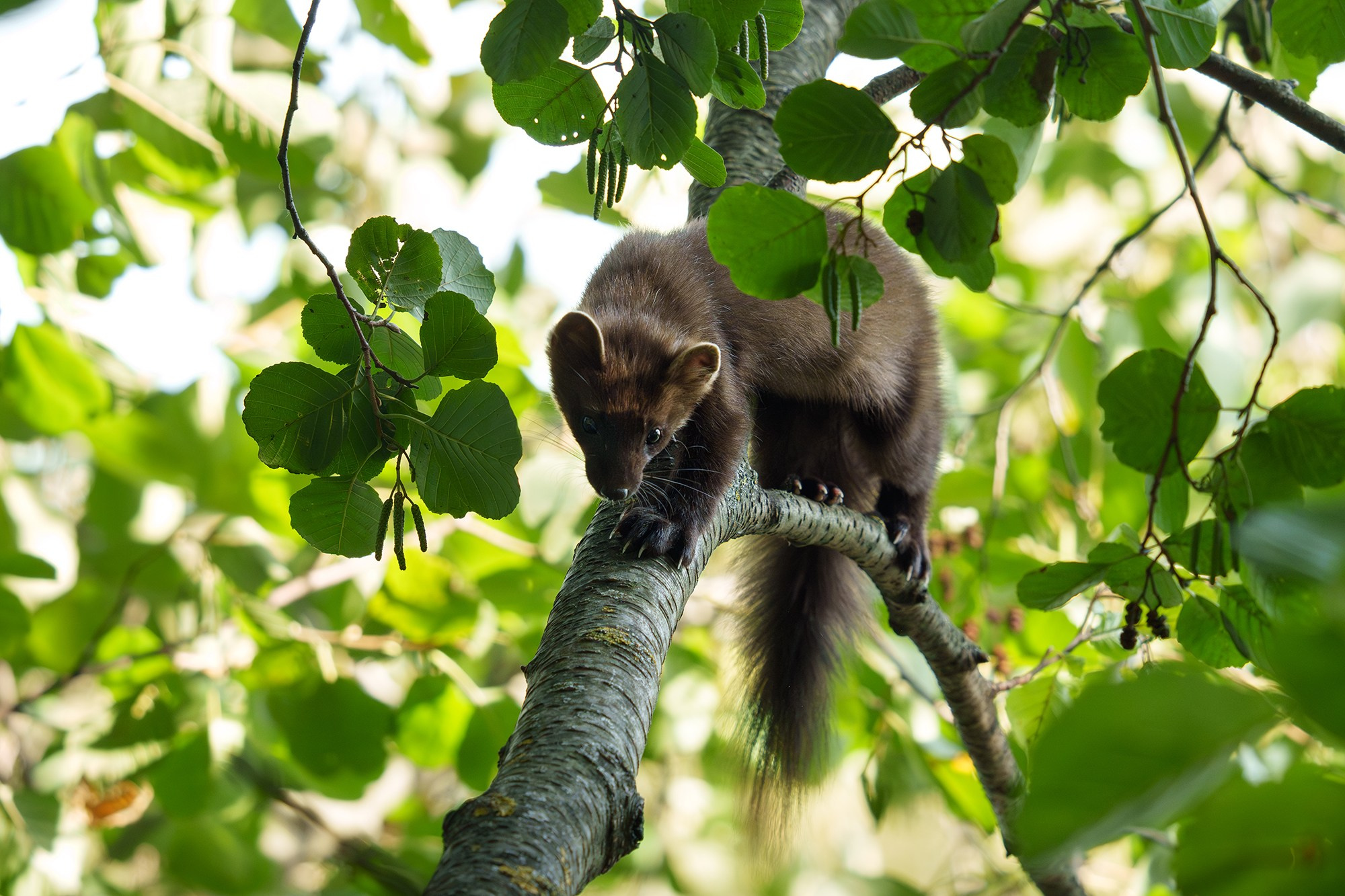 Животные. Ваш личный фотограф Марина Волкова