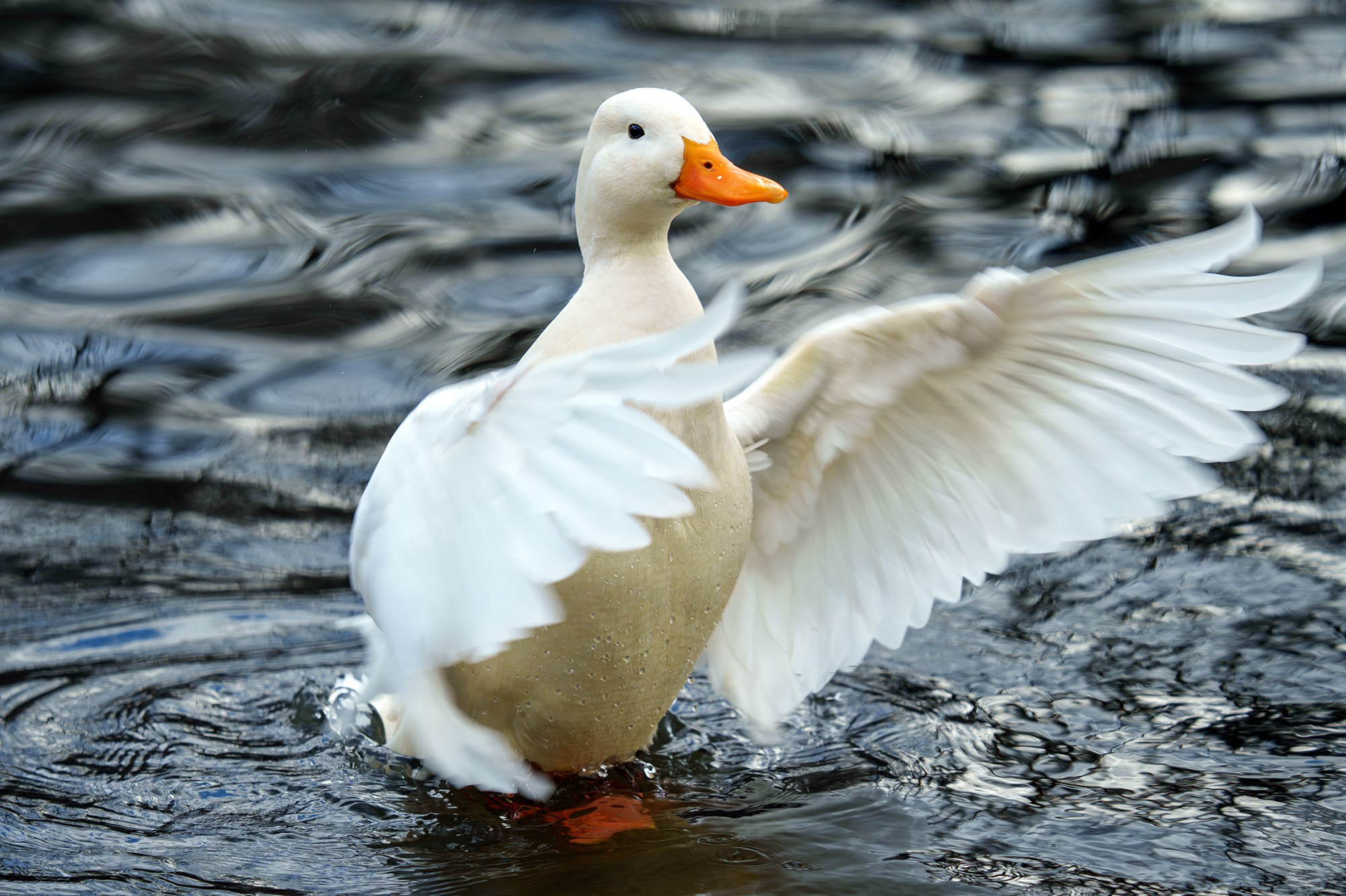 Удивительные мир птиц. Вокруг нас столько прекрасного — присмотритесь!. Ваш личный фотограф Марина Волкова