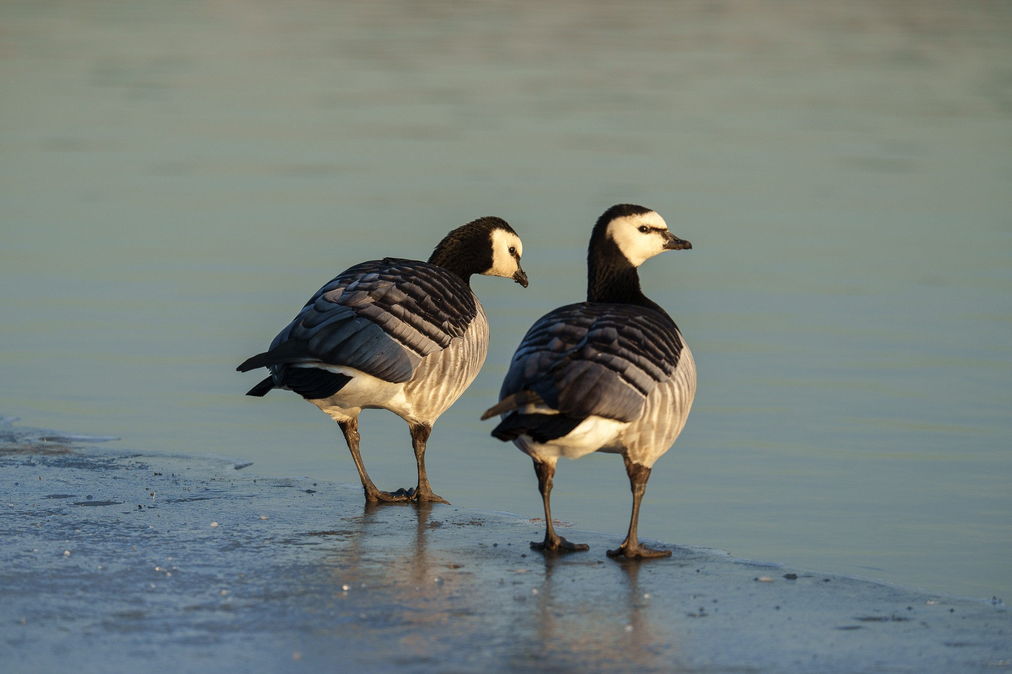Удивительные мир птиц. Вокруг нас столько прекрасного — присмотритесь!. Ваш личный фотограф Марина Волкова
