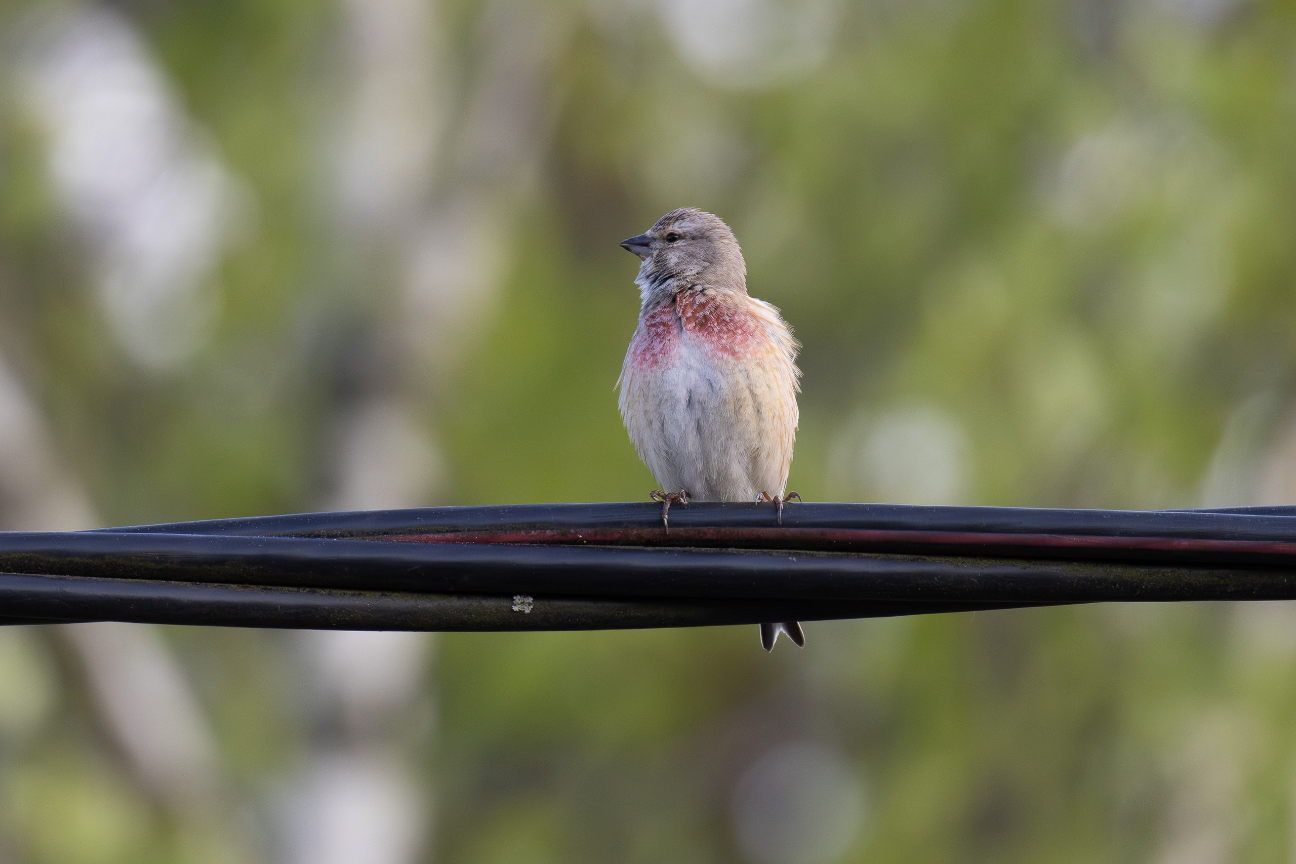 Птицы СНТ «Подлесье». Птицы парков г. Люберцы