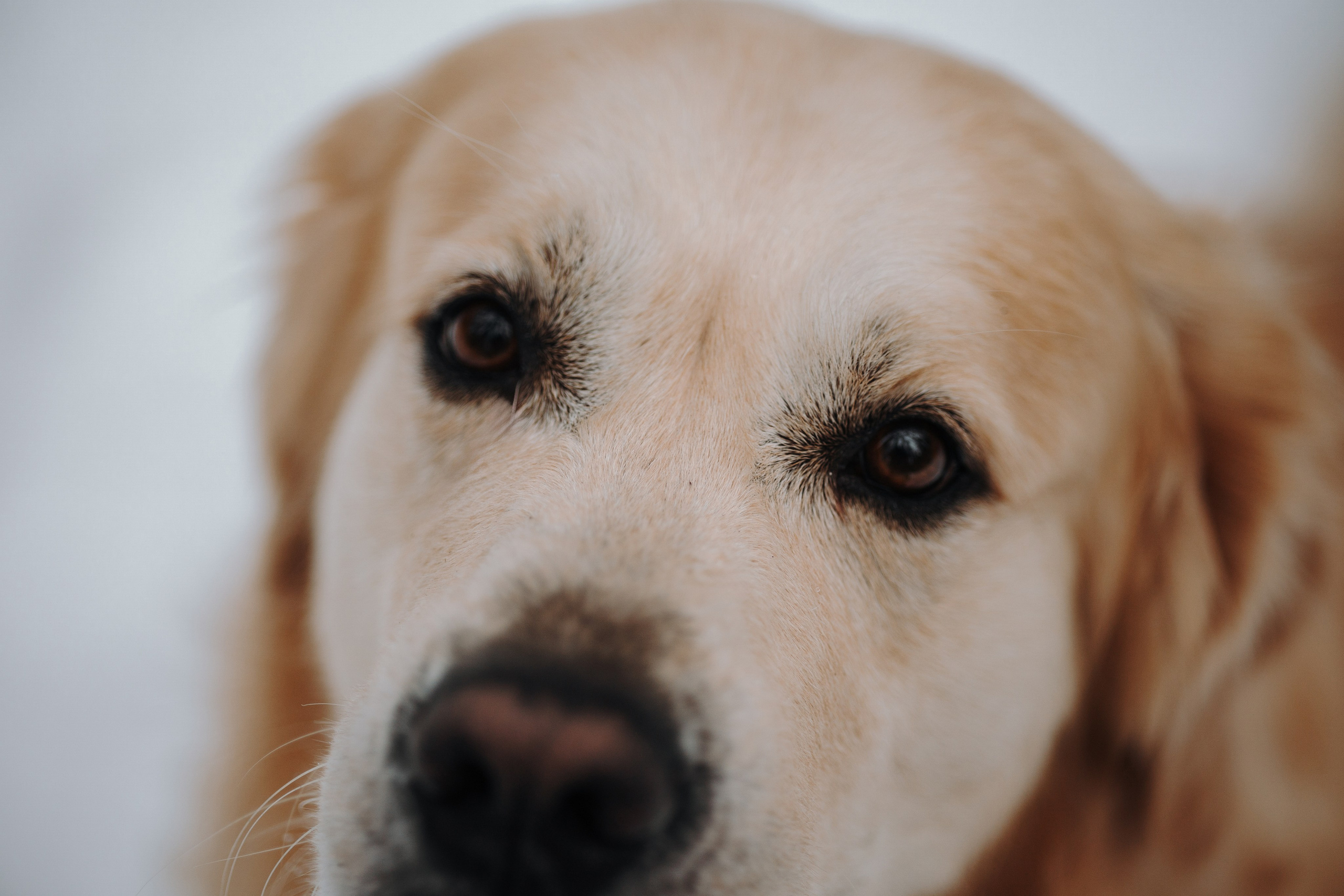 Вика и Лёва. Фотограф — Анималист | Санкт-Петербург