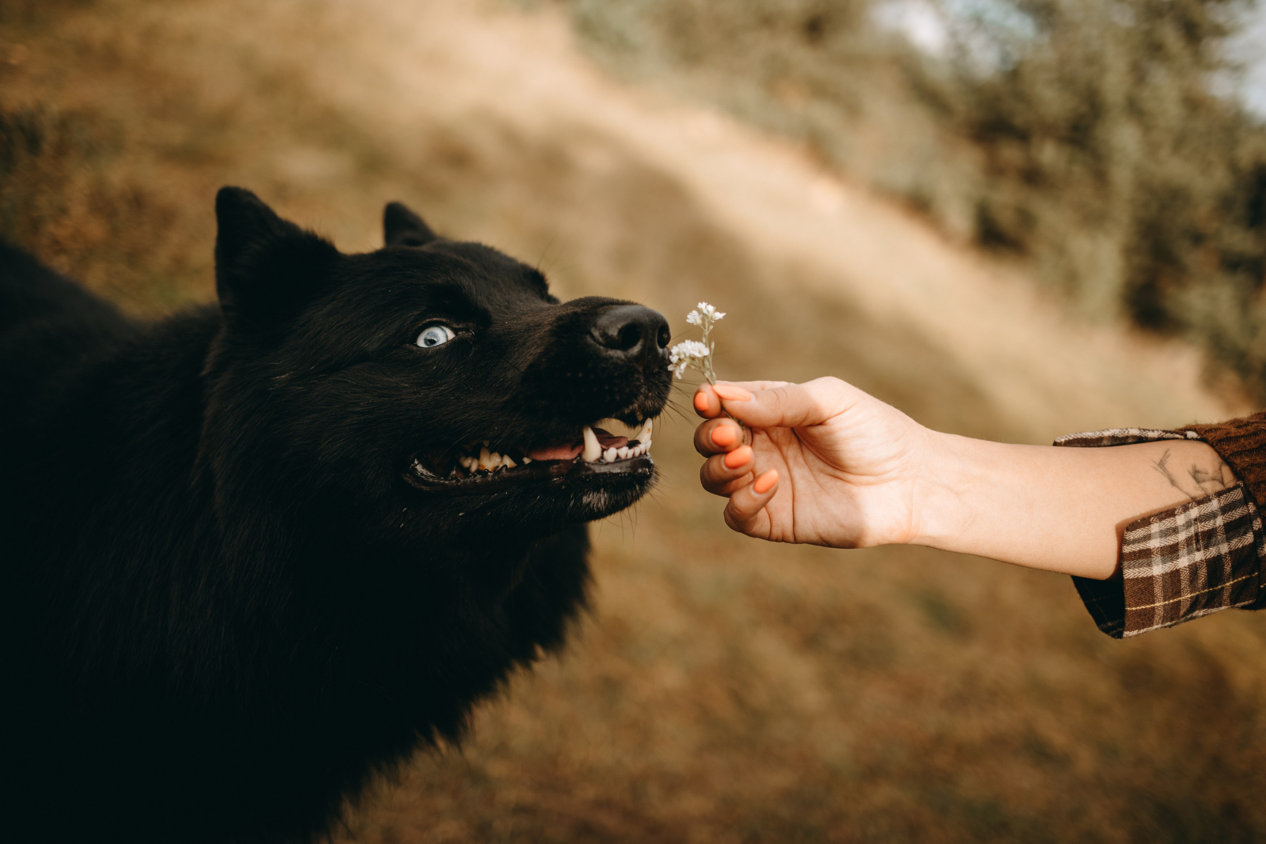 Лора и Джанго. Фотограф — Анималист | Санкт-Петербург
